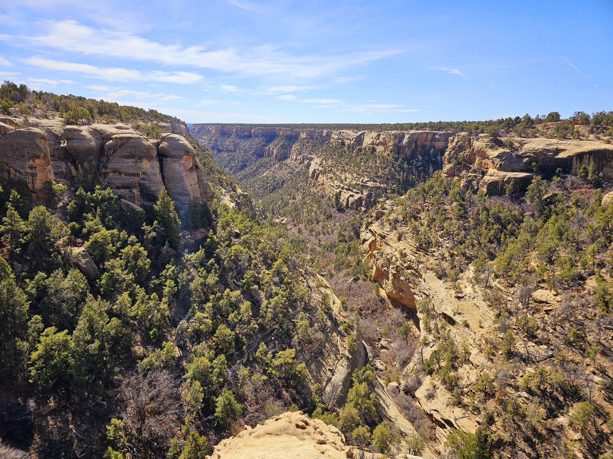 Wide canyon with green trees, rocky cliffs, and a bright blue sky. - Cliff Palace Loop Trail