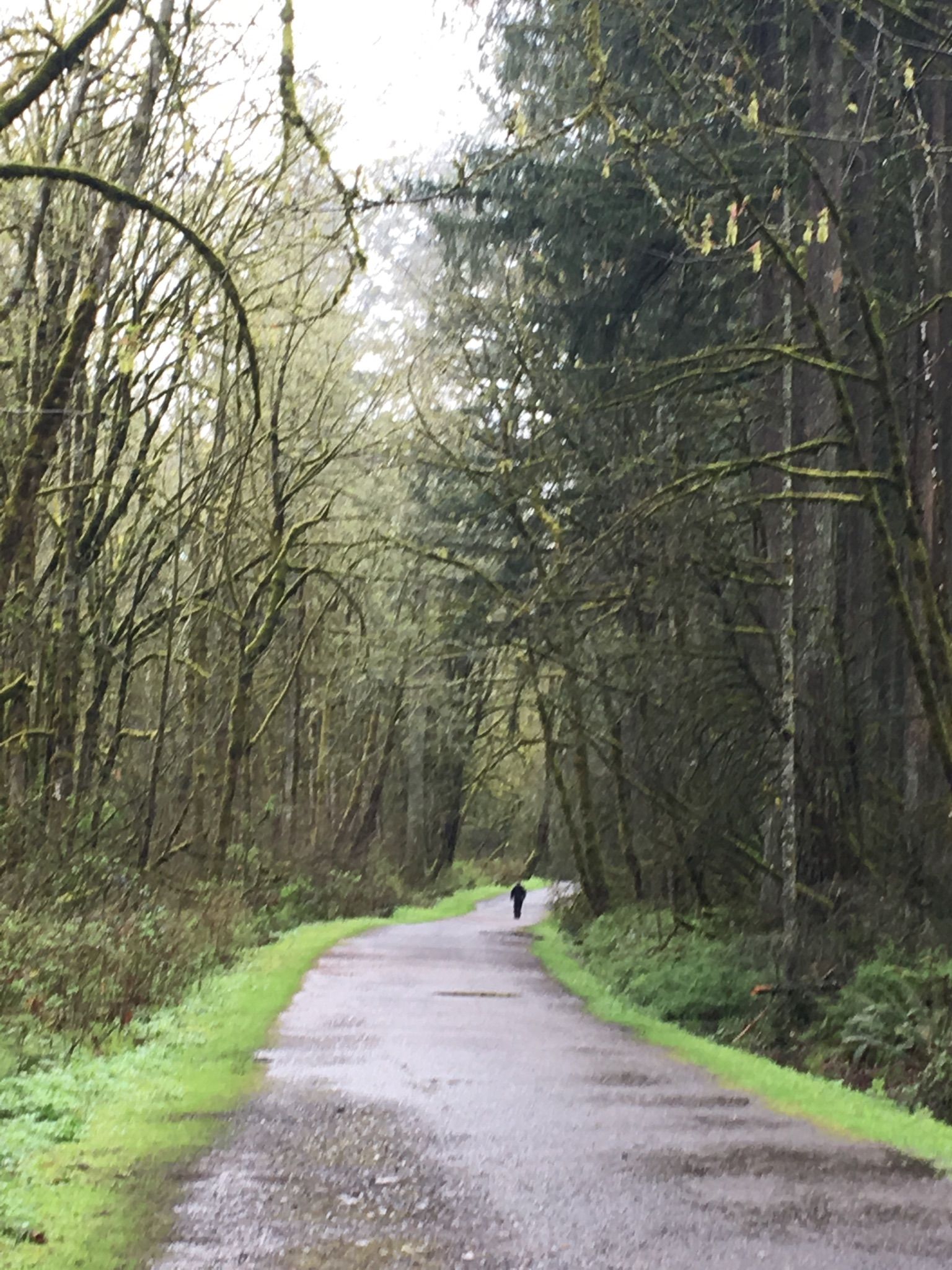 A person walks on a paved path through a dense, mossy forest on an overcast day. - Lacamas Regional Park – The Camas Potholes loop from Camas