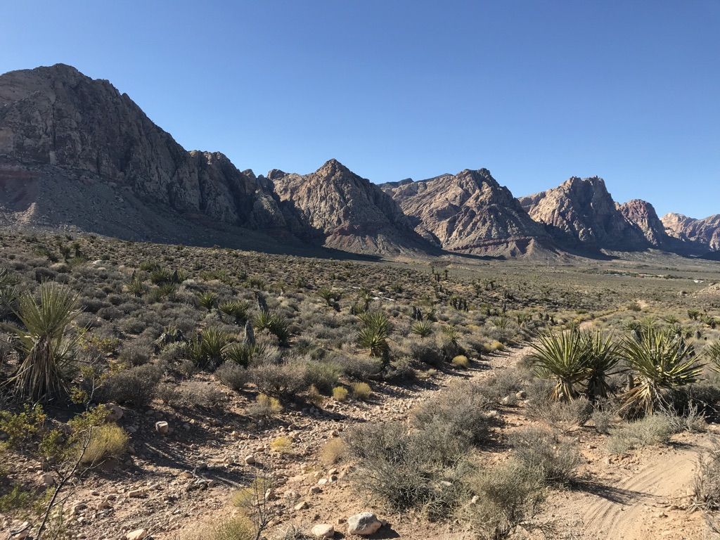 Desert landscape with scrub, yucca plants, and distant mountains under a clear sky. - Landmine Loop