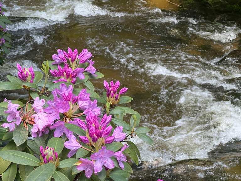 SchwarzwaldRhododendron-Blte beim Geroldsauer Wasserfall | Wanderung  | Komoot