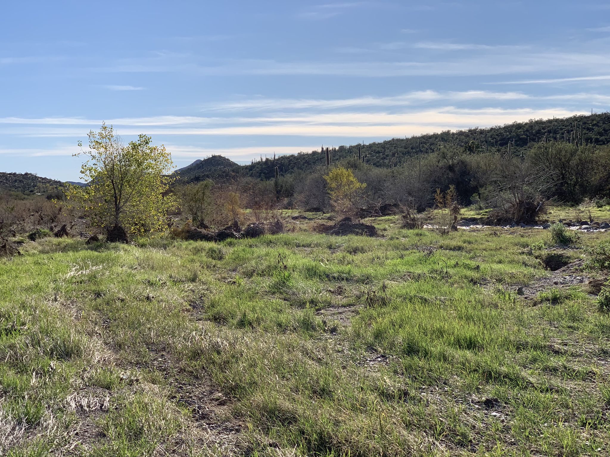 Grassy field with scattered trees and distant hills under a partly cloudy sky. - Cave Creek Cactus Classic Race loop