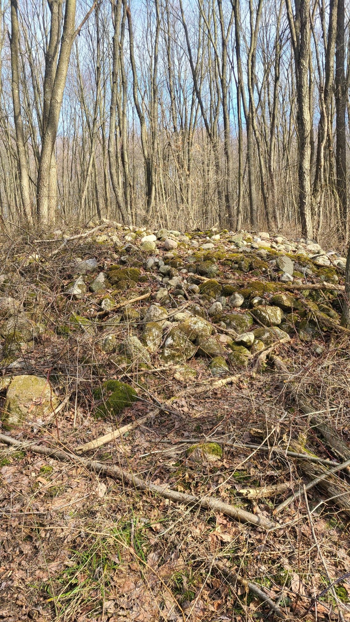 Large moss-covered rock pile in a sunlit forest with bare trees. - North Country Trail: Yankee Springs Section