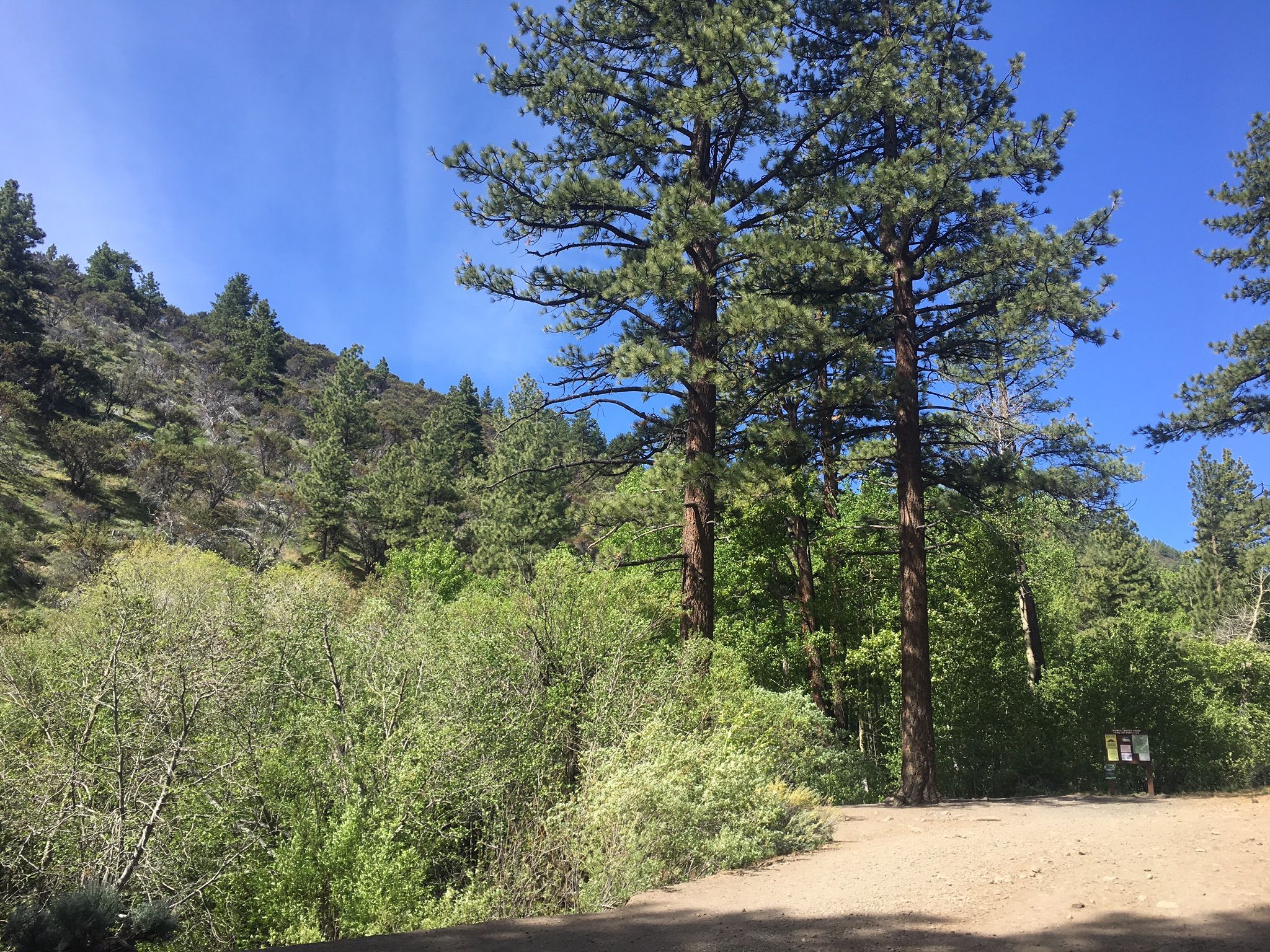 Bright dirt road next to dense green bushes, tall pines, and a hillside. - Upper Thomas Creek Trail loop from Arrowcreek Open Space