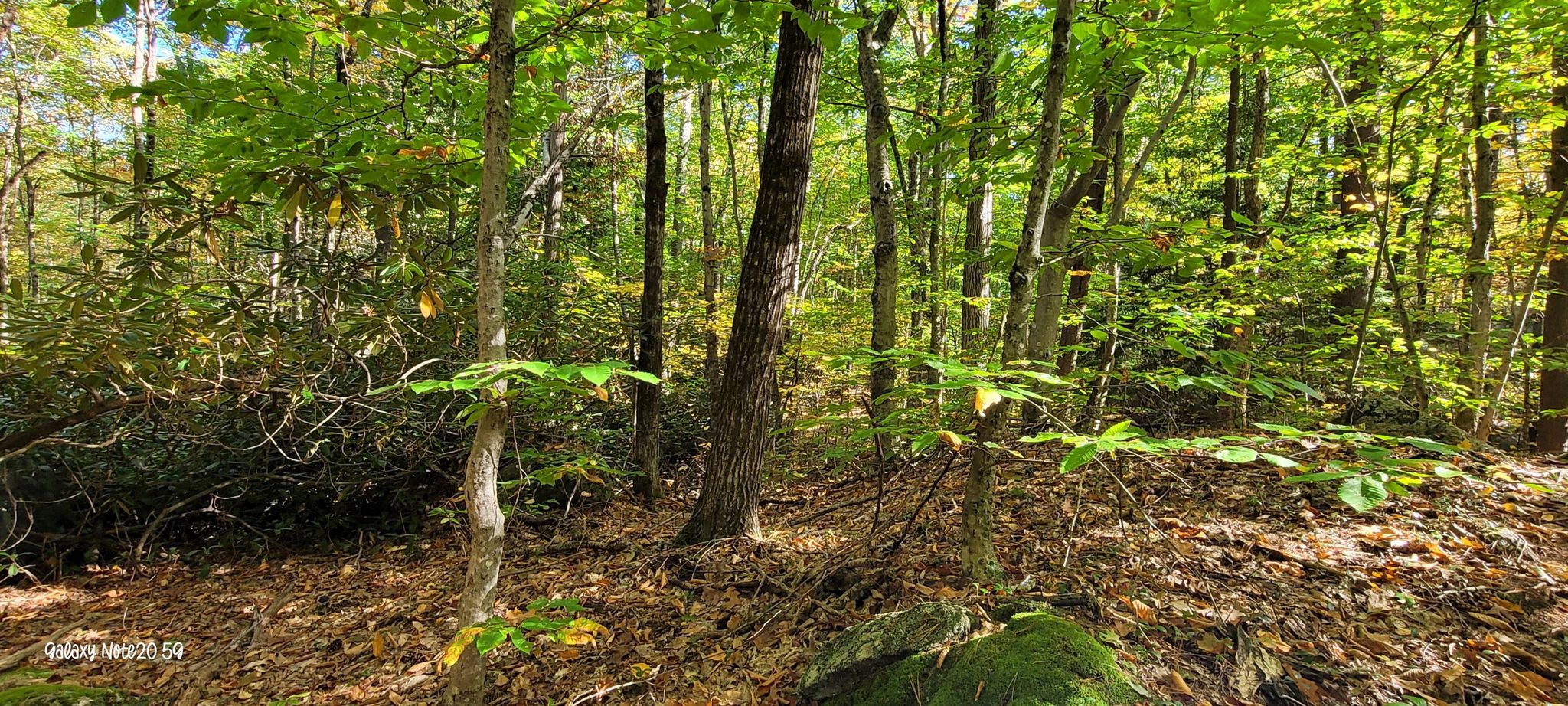 Dense forest floor and trees bathed in bright, dappled sunlight. - Woodland Loop Trail