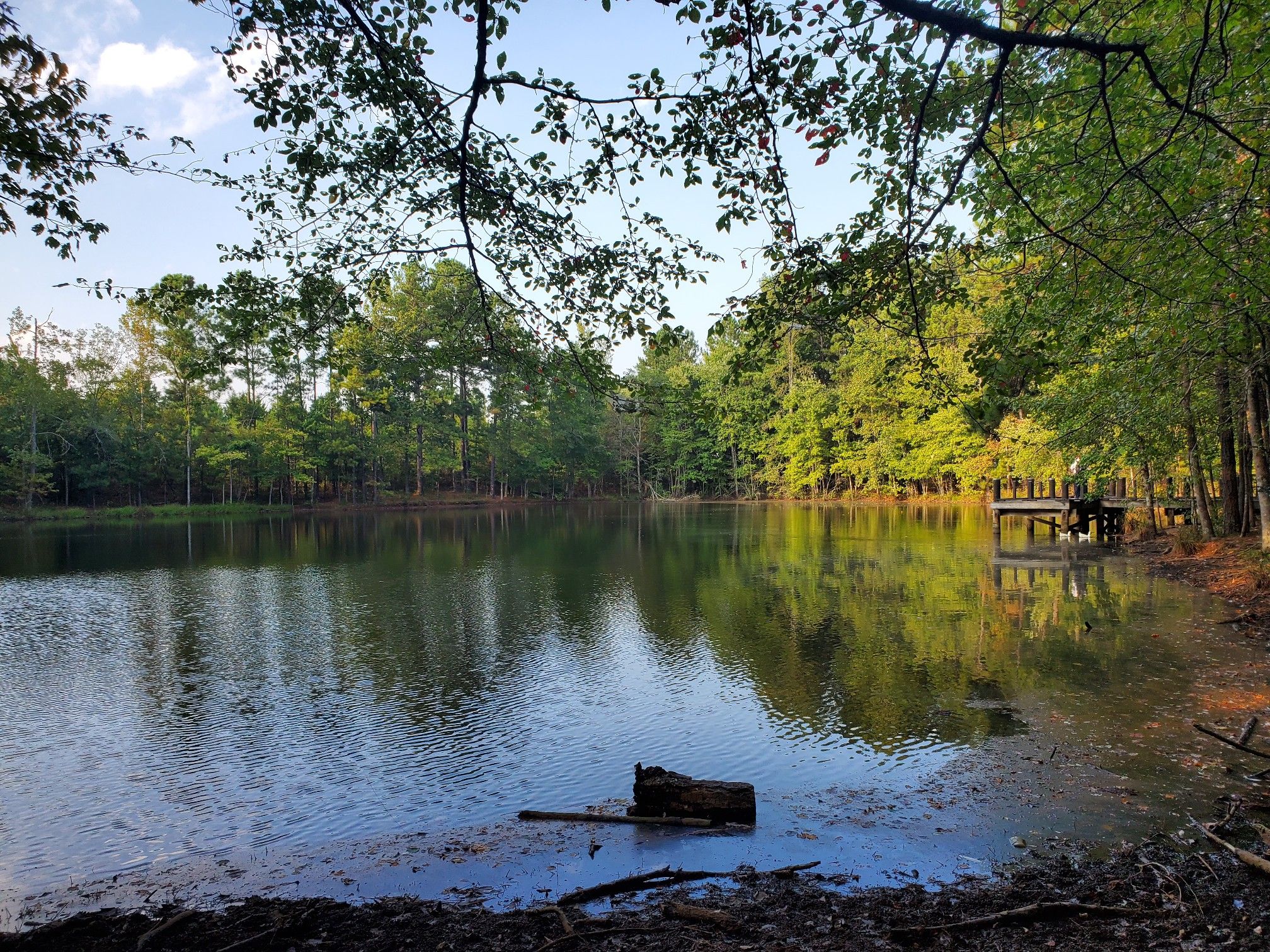 Serene lake reflecting green trees, with a wooden dock under a bright sky. - Line Creek Nature Area – Creek Trail loop from Peachtree City