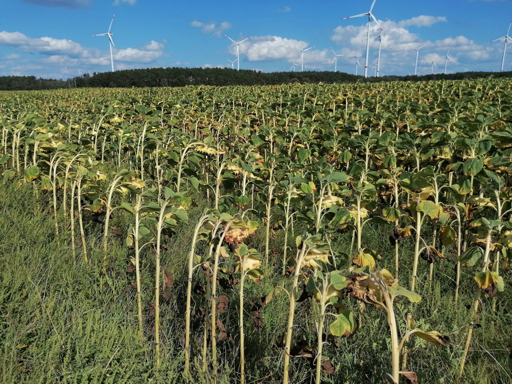 Verblühte Sonnenblumen