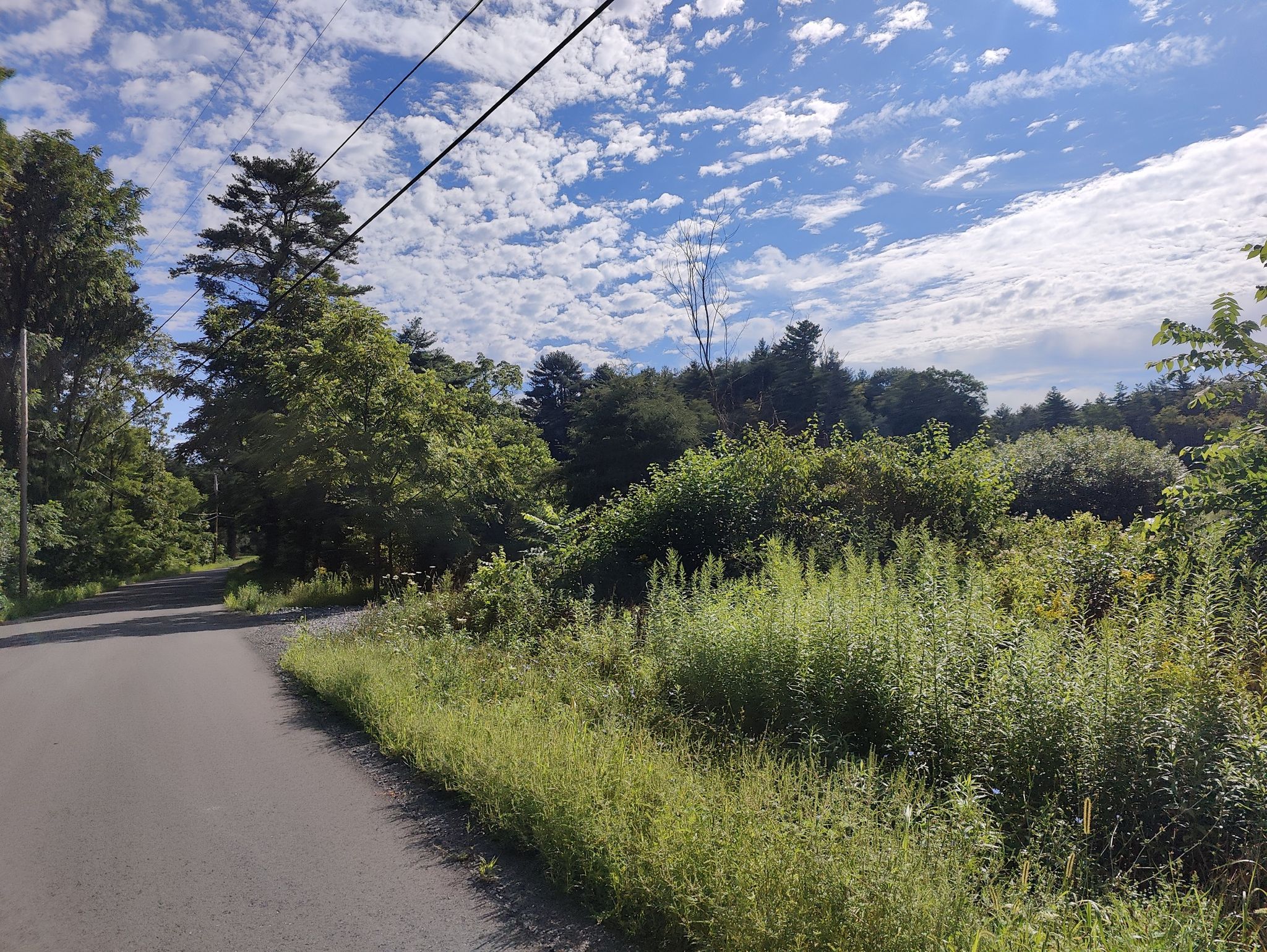 Rural road next to overgrown vegetation under a partly cloudy blue sky. - Wolf Woods loop from Snake Rocks Preserve