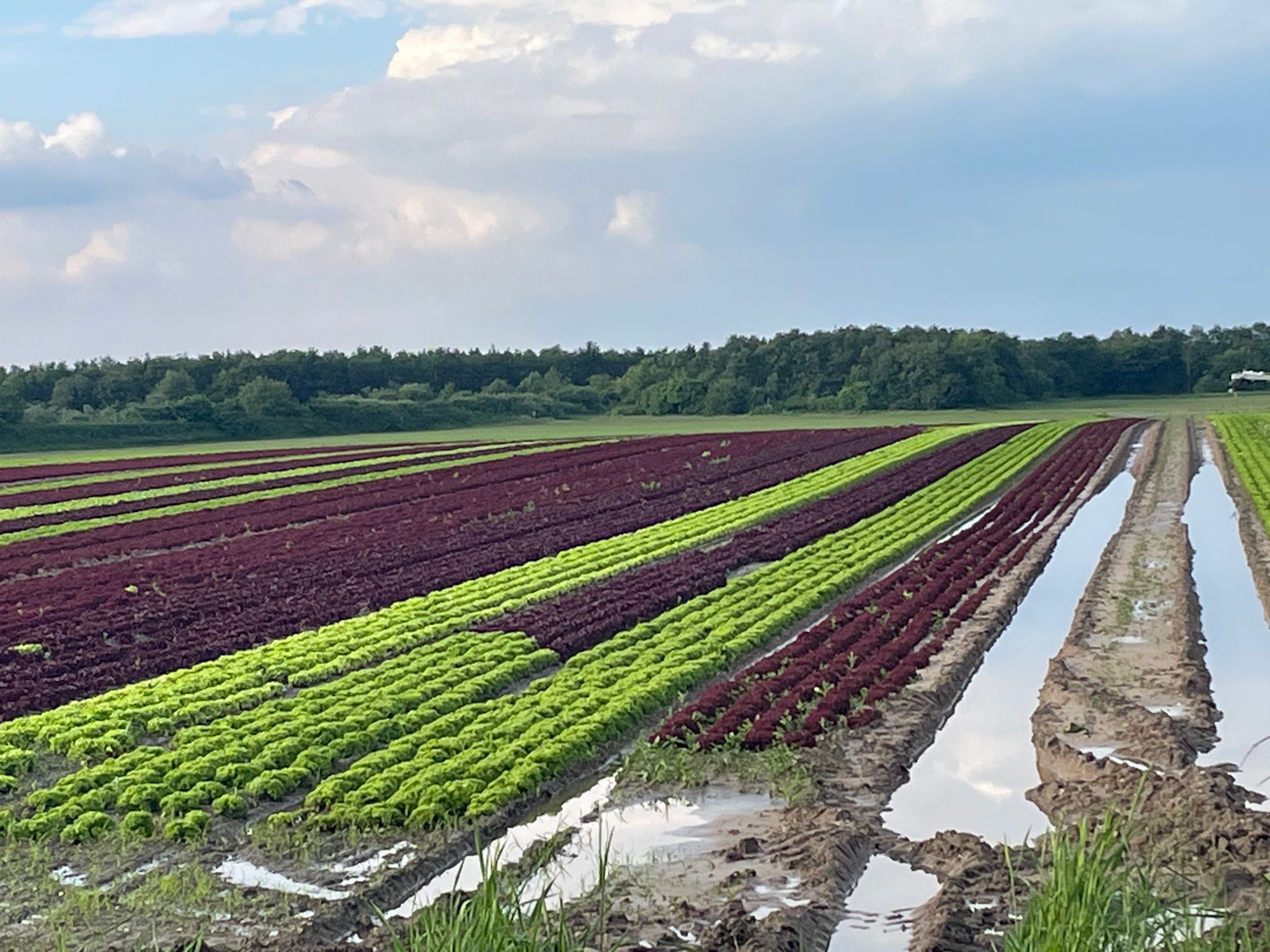 30 ha regennasser Salat