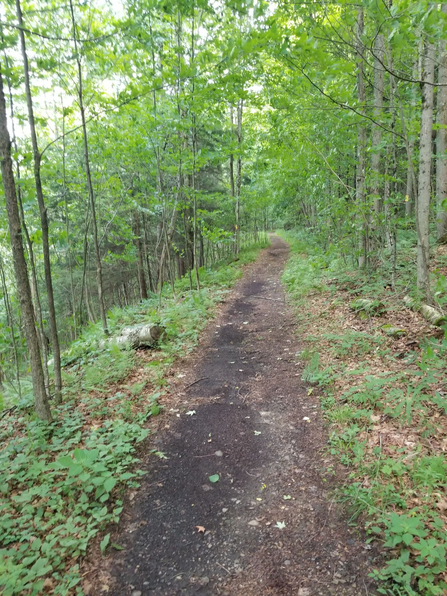 A narrow dirt path winds through a dense, green sunlit forest. - The Haystacks and Dutchman Falls Trail