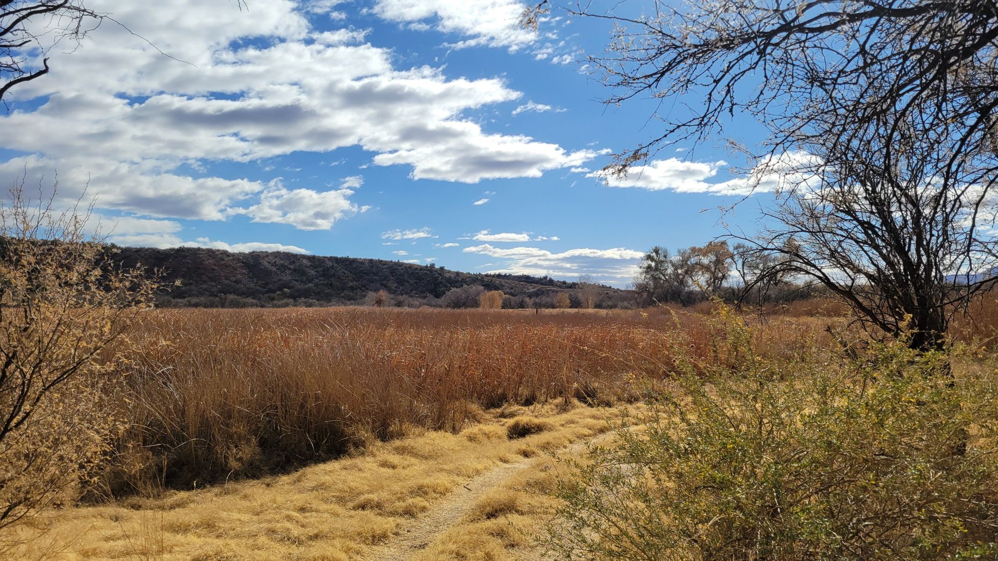 Vast golden field under a partly cloudy sky, distant hills. - Tuzigoot Pueblo and Tavasci Marsh Overlook Trail