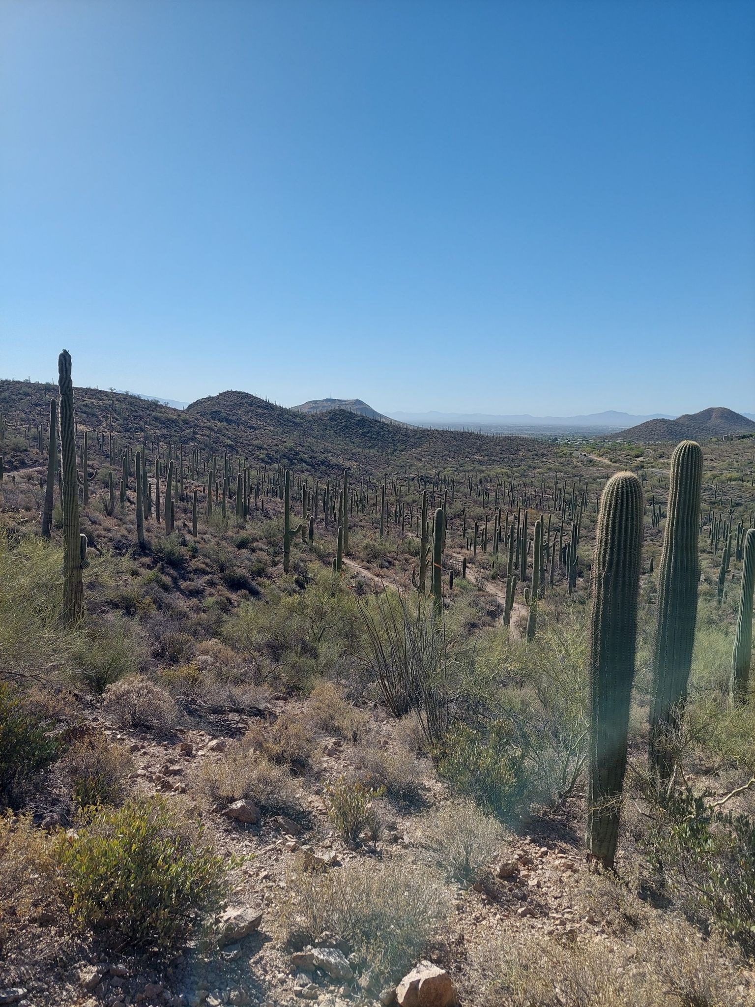 Expansive desert landscape filled with saguaro cacti and distant mountains under clear sky. - Painted Hills Trails Park loop from Mary Henderson Desert Center