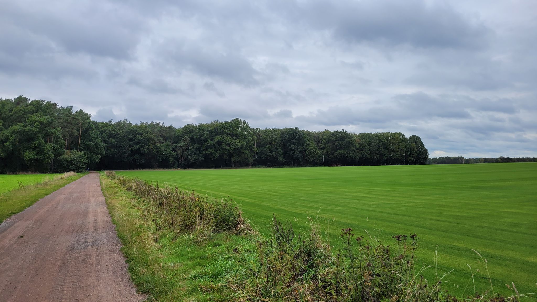 eine Wiese wie ein Golfplatz ...