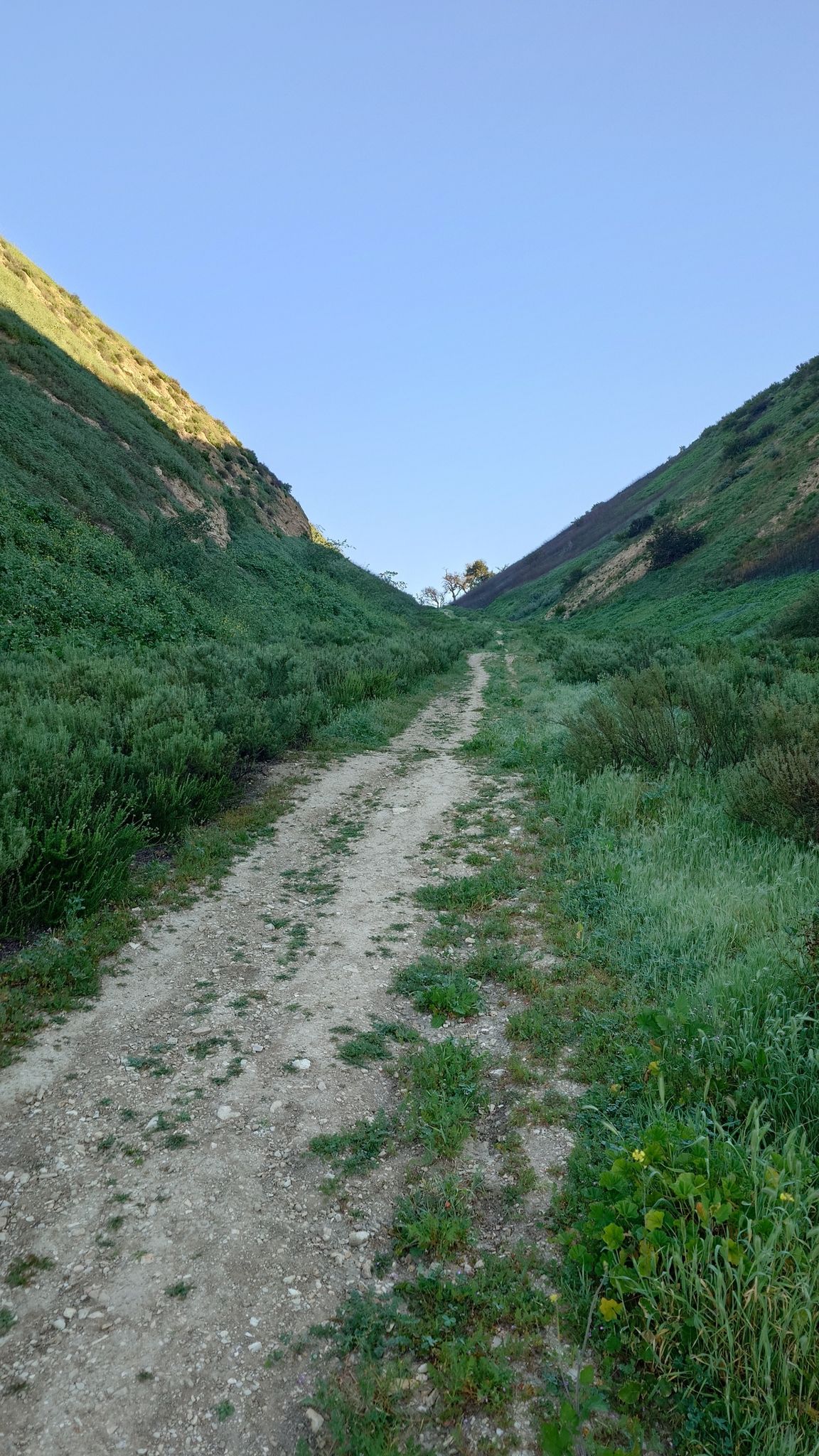 Dirt path ascending a narrow green valley under a clear sky. - Anza Loop Trail to Calabash Canyon Loop Trail