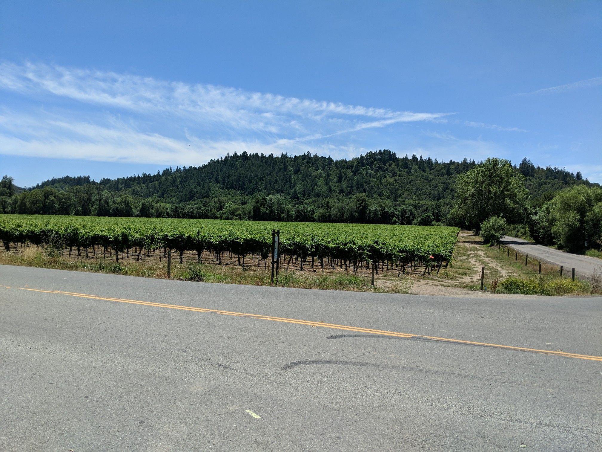 A vineyard with green vines stretches towards forested hills under a clear sky. - West Dry Creek Road loop from Chiquita