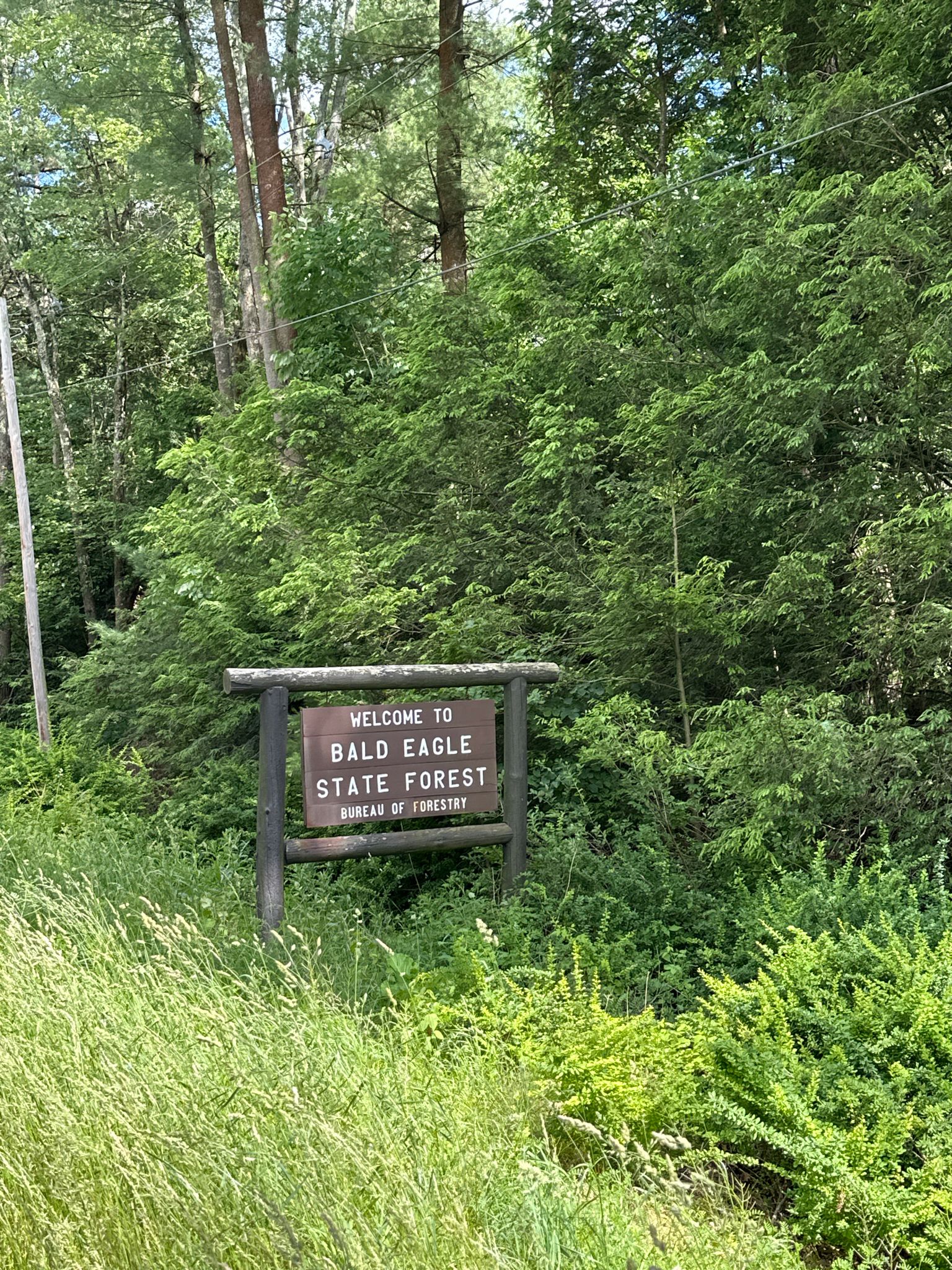 A rustic wooden sign stands amidst dense green foliage and tall trees. - Bald Eagle State Forest and BicyclePA Route V Loop