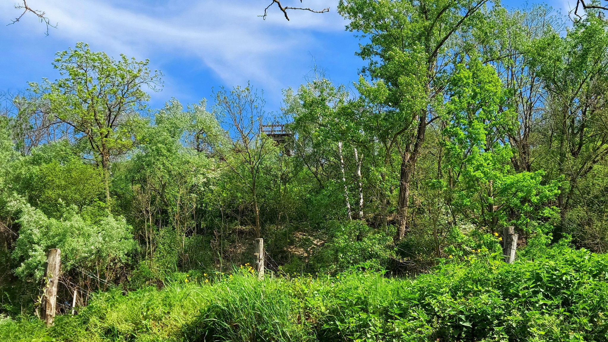 Blick zur Aussichtsplattform Absdorf (versteckt in der Mitte des Bildes), ich habe leider keinen Weg hinauf gefunden ...