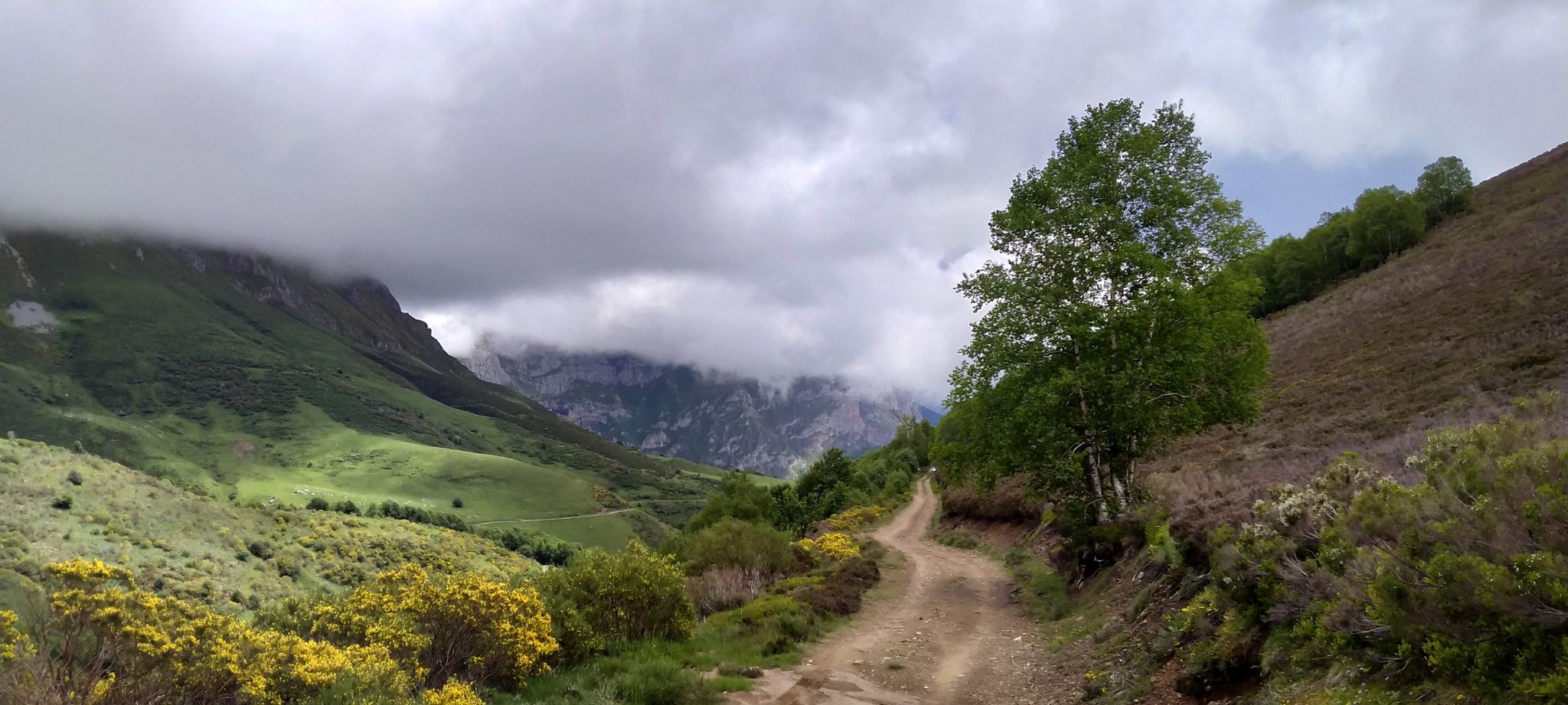 eine Birkengruppe trotzt dem Wetter