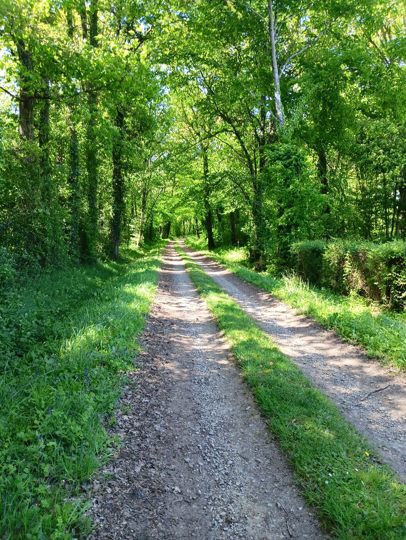 chemin bois