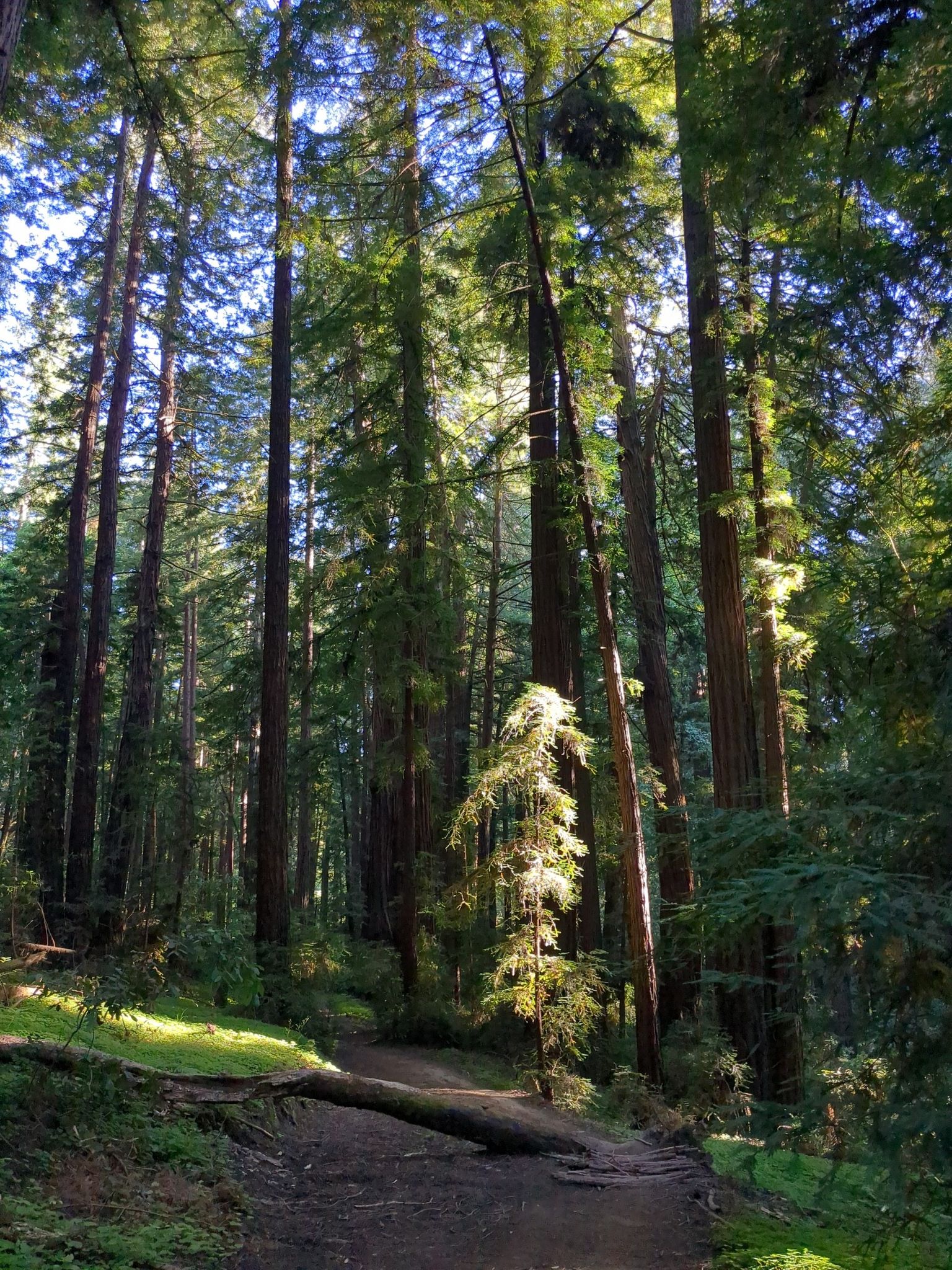 Sunlit forest path winding through towering trees with dappled light. - Cathedral Grove – Bear Mountain loop from Scotts Valley