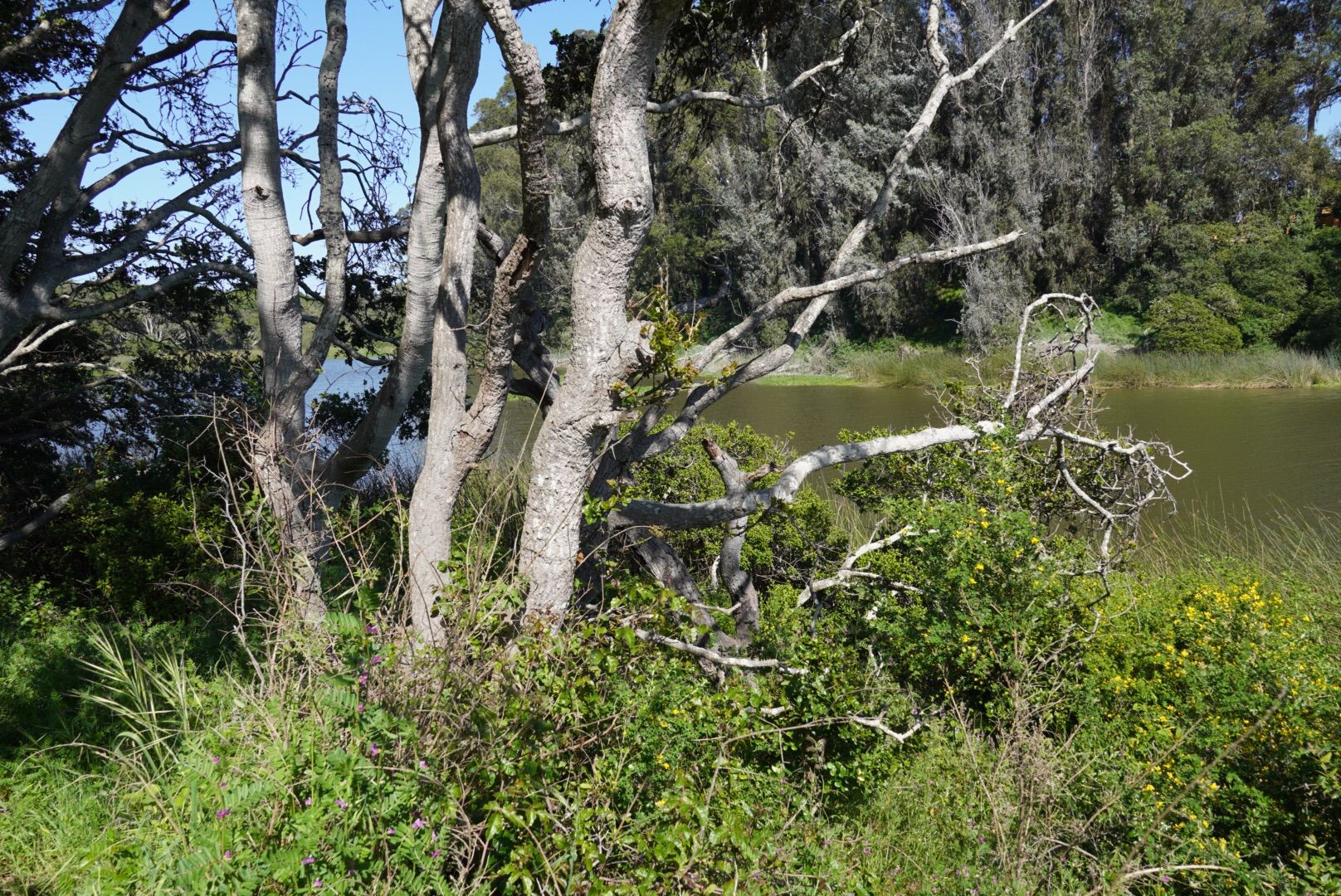 Bare-branched trees and green foliage beside calm water on a sunny day. - Schwan Lake Loop Trail