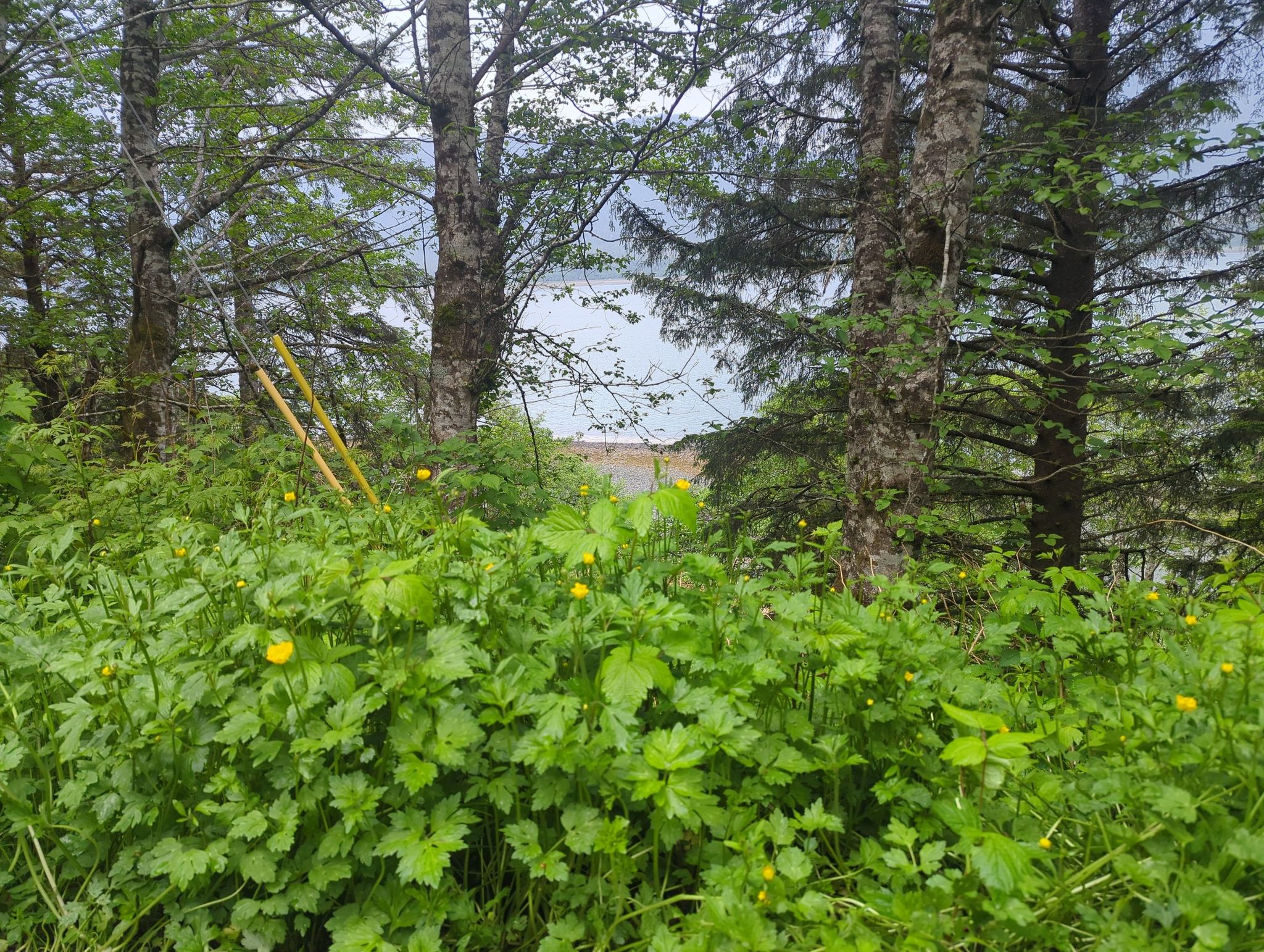 Dense green foliage with yellow flowers, trees, and distant water under overcast sky. - Dupont Trail