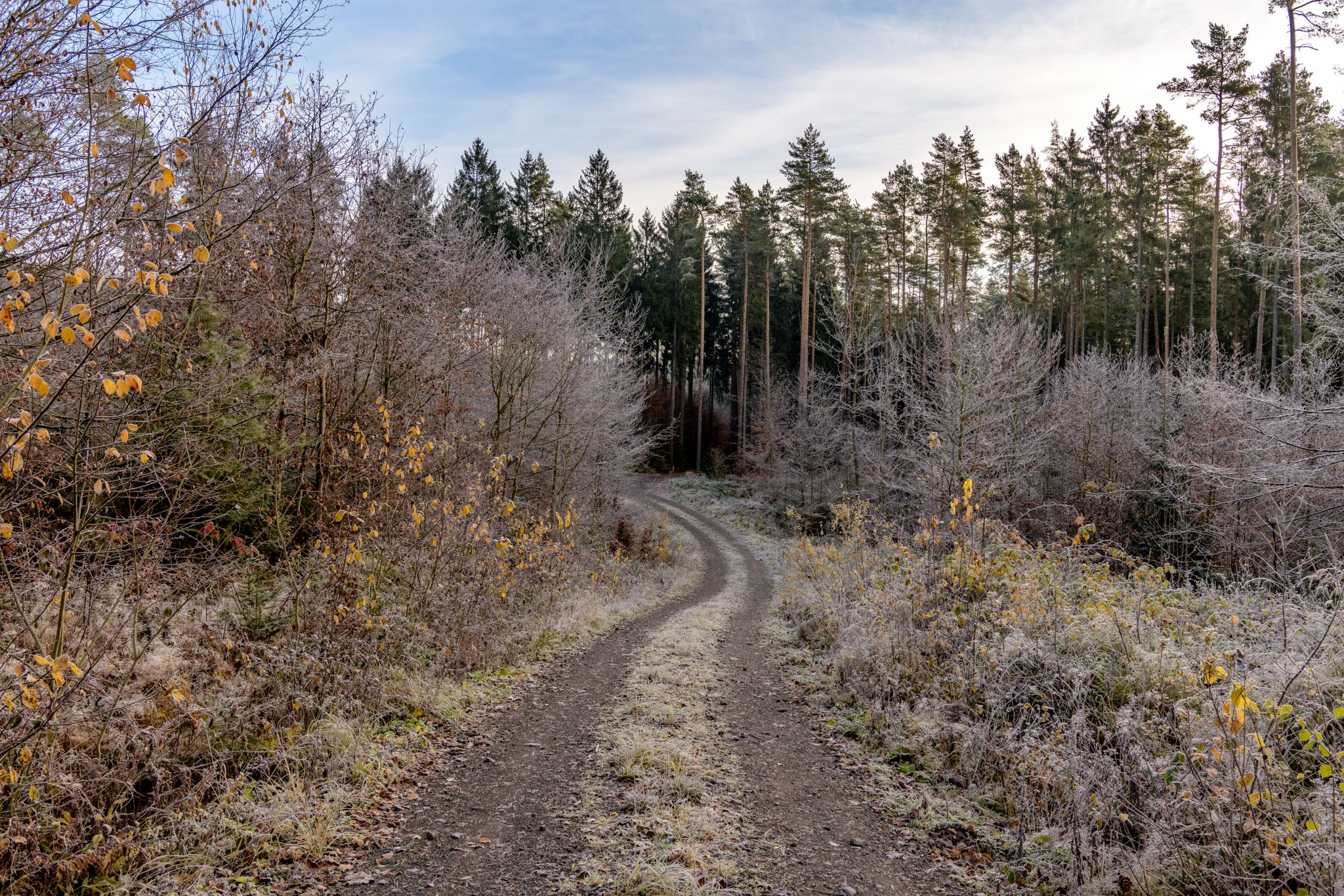 Waldweg zwischen Papiermühle und Ascherhütte (2)