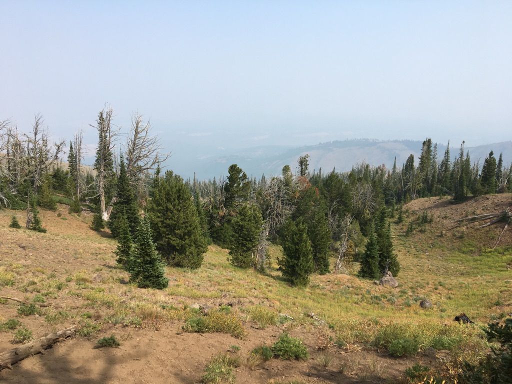 Hazy mountain landscape with scattered evergreen trees and dry grass. - Mt. Howard Summit Loop