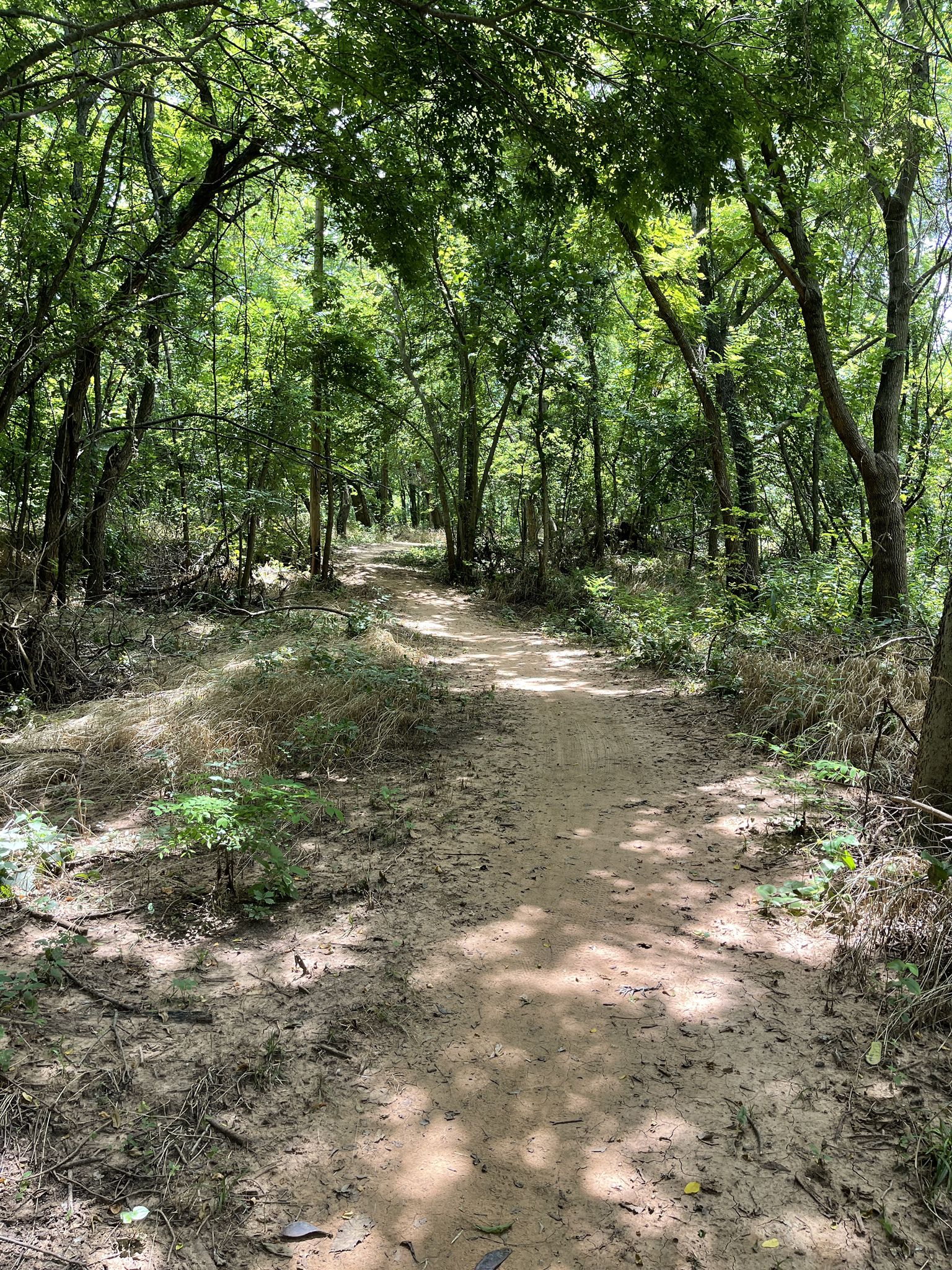 A wide dirt path leads through a sunlit, green, and dense forest. - SCIP Trail loop from Department of Rehabilitation Services