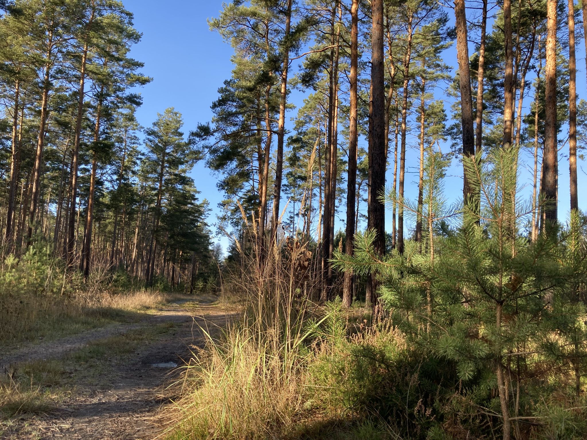 Waldweg