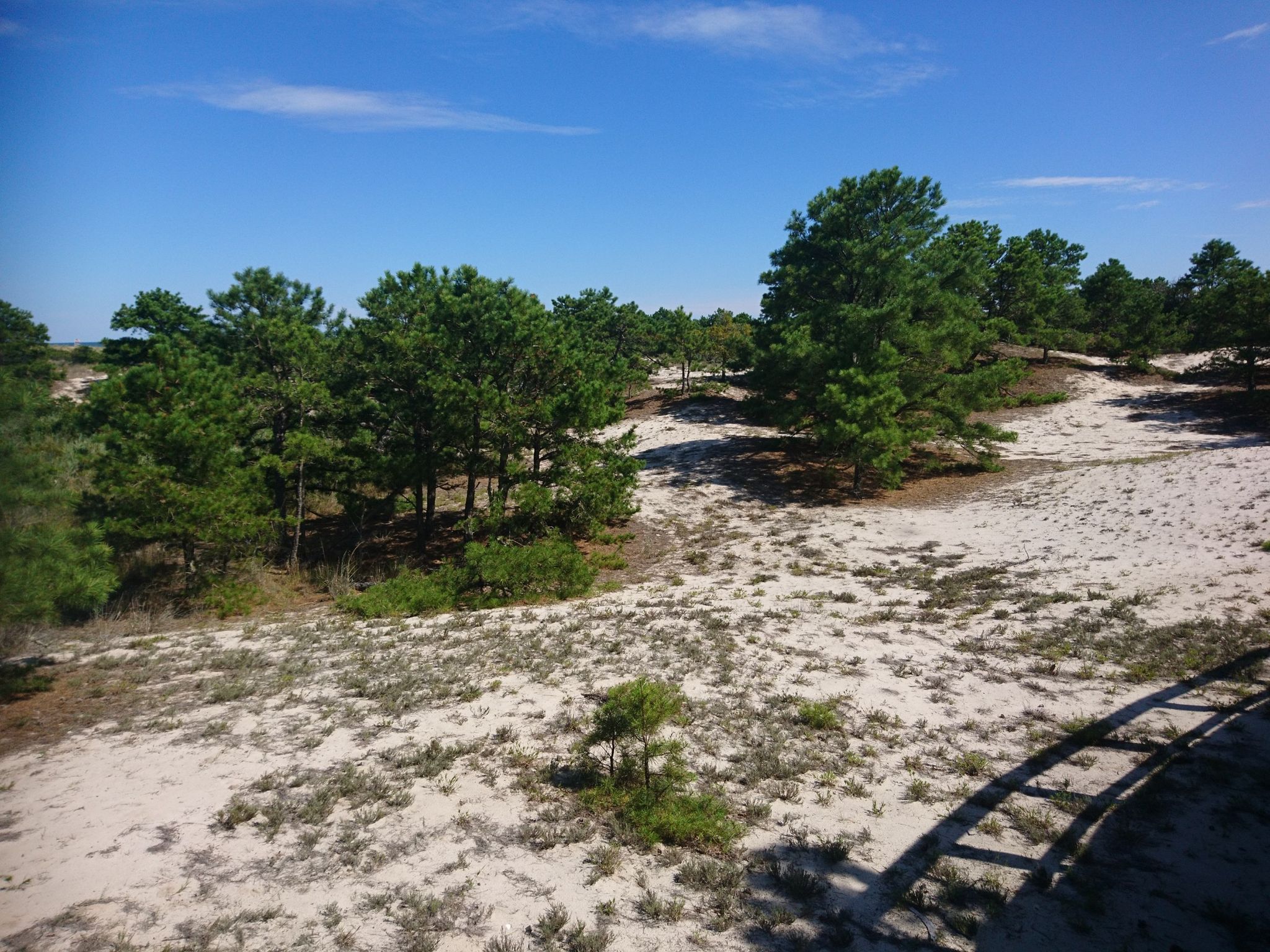 Sunny view of sandy dunes dotted with green pine trees. - Dunes lookout – Beach access loop from Lewes