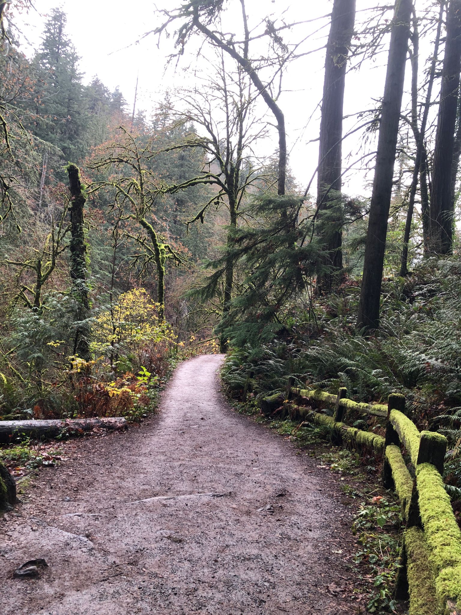 A dirt path through a forest with a moss-covered wooden fence. - Lower Macleay and Wildwood Trail to Pittock Mansion