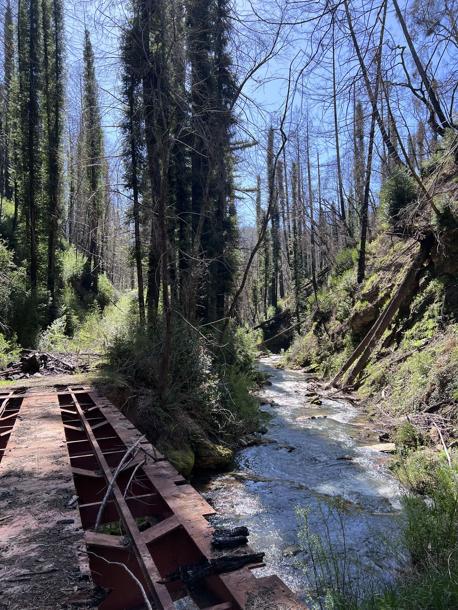 A clear river flows past an old bridge structure and tall forest. - Skyline To The Sea Mountain Bike
