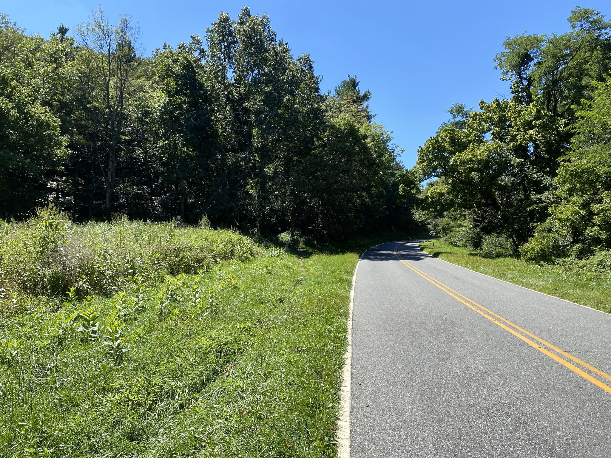A winding paved road with yellow lines next to a grassy shoulder and dense forest. - Skyline Drive
