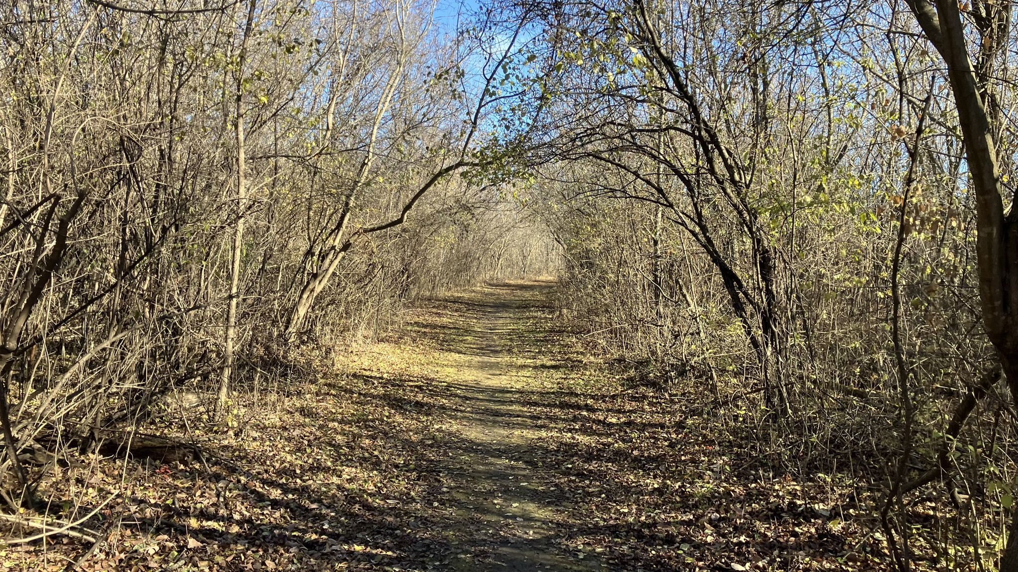 Narrow dirt path winding through dense, bare winter trees on a sunny day. - Meadowview and Woodland Loop Trail