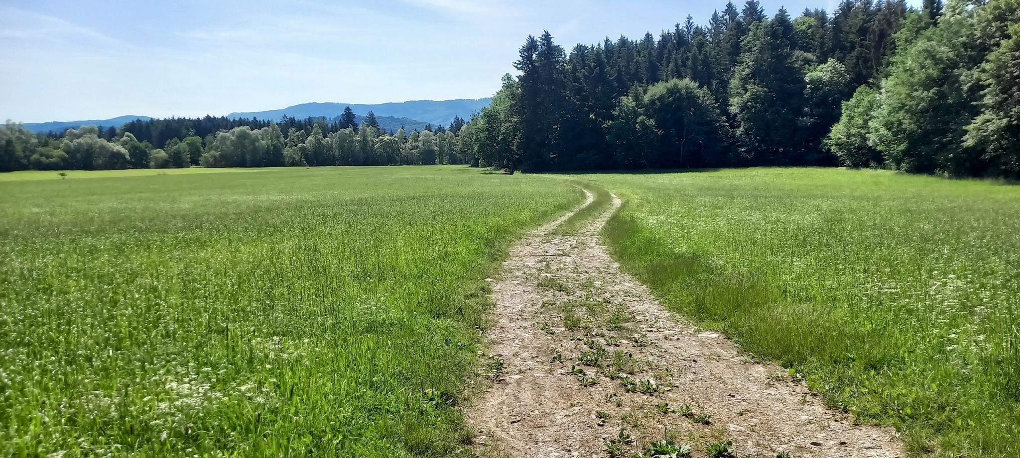 Alle Wege führen heut nach Salzburg
