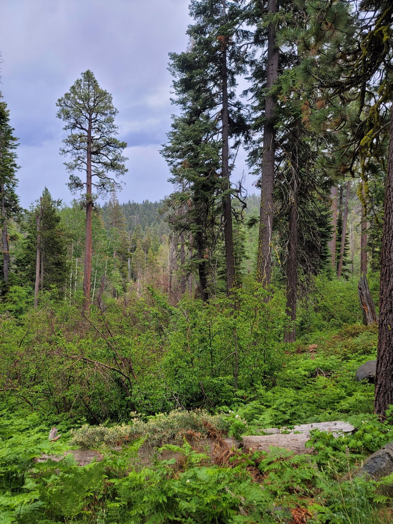 Dense forest with tall pines and lush green undergrowth under an overcast sky. - General Creek Trail to Lily Pond
