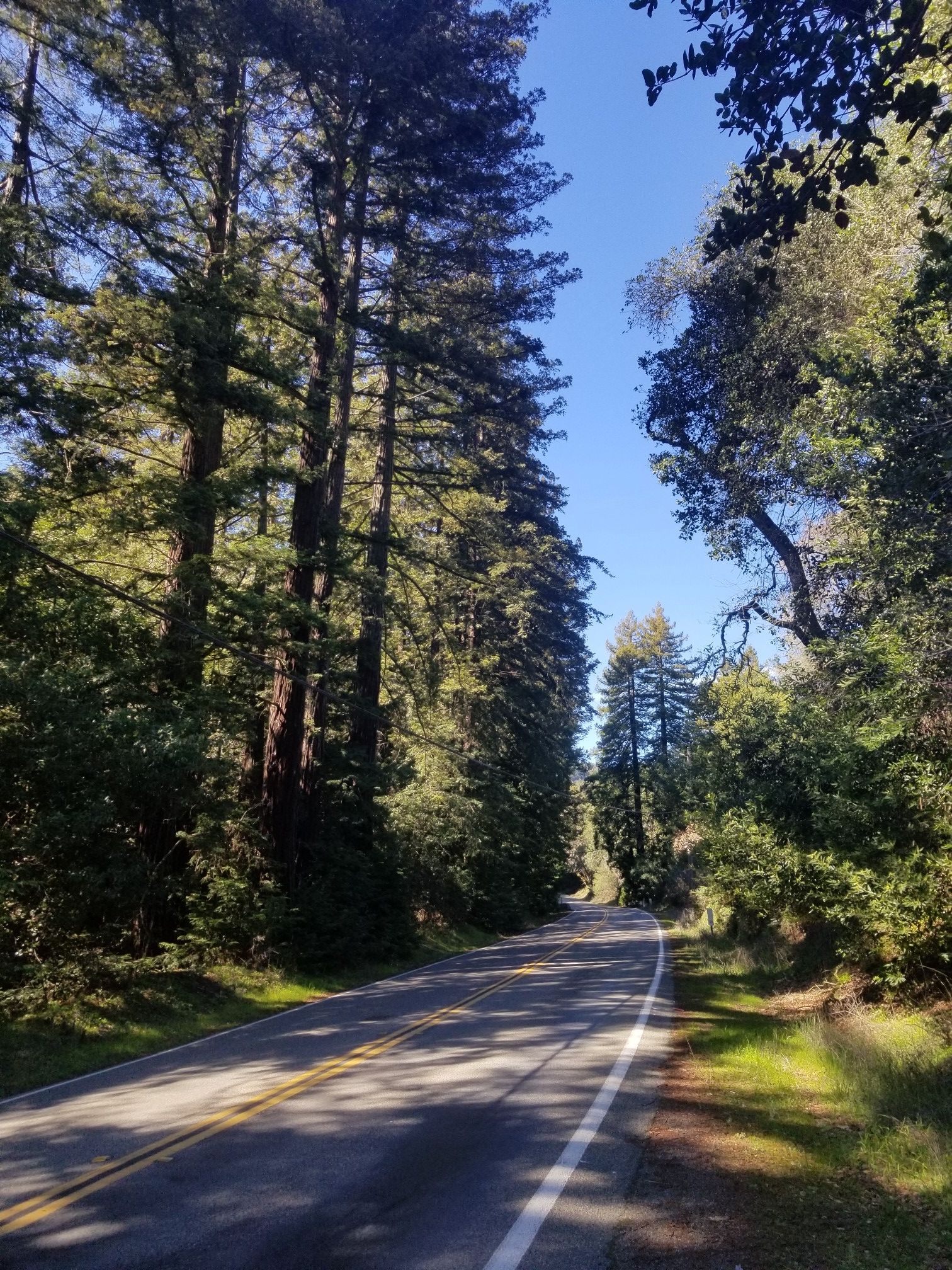A paved road winding through a forest of tall evergreen trees. - Butters Canyon – Joaquin Miller Park loop from Berkeley