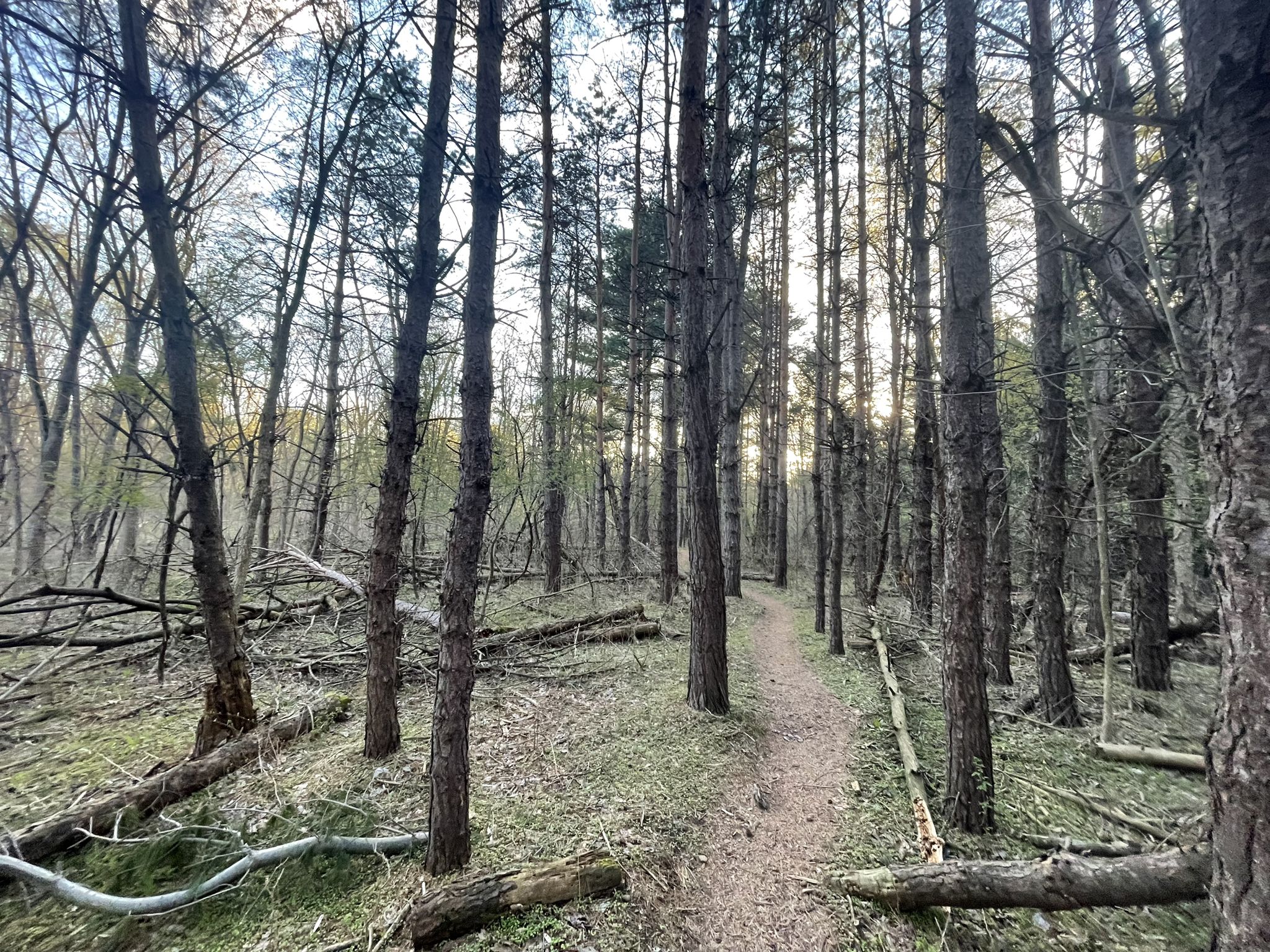 A narrow dirt path winds through a dense forest with tall trees and fallen logs. - Novi Trail Stream – Pump track loop from MTB Trailhead Parking
