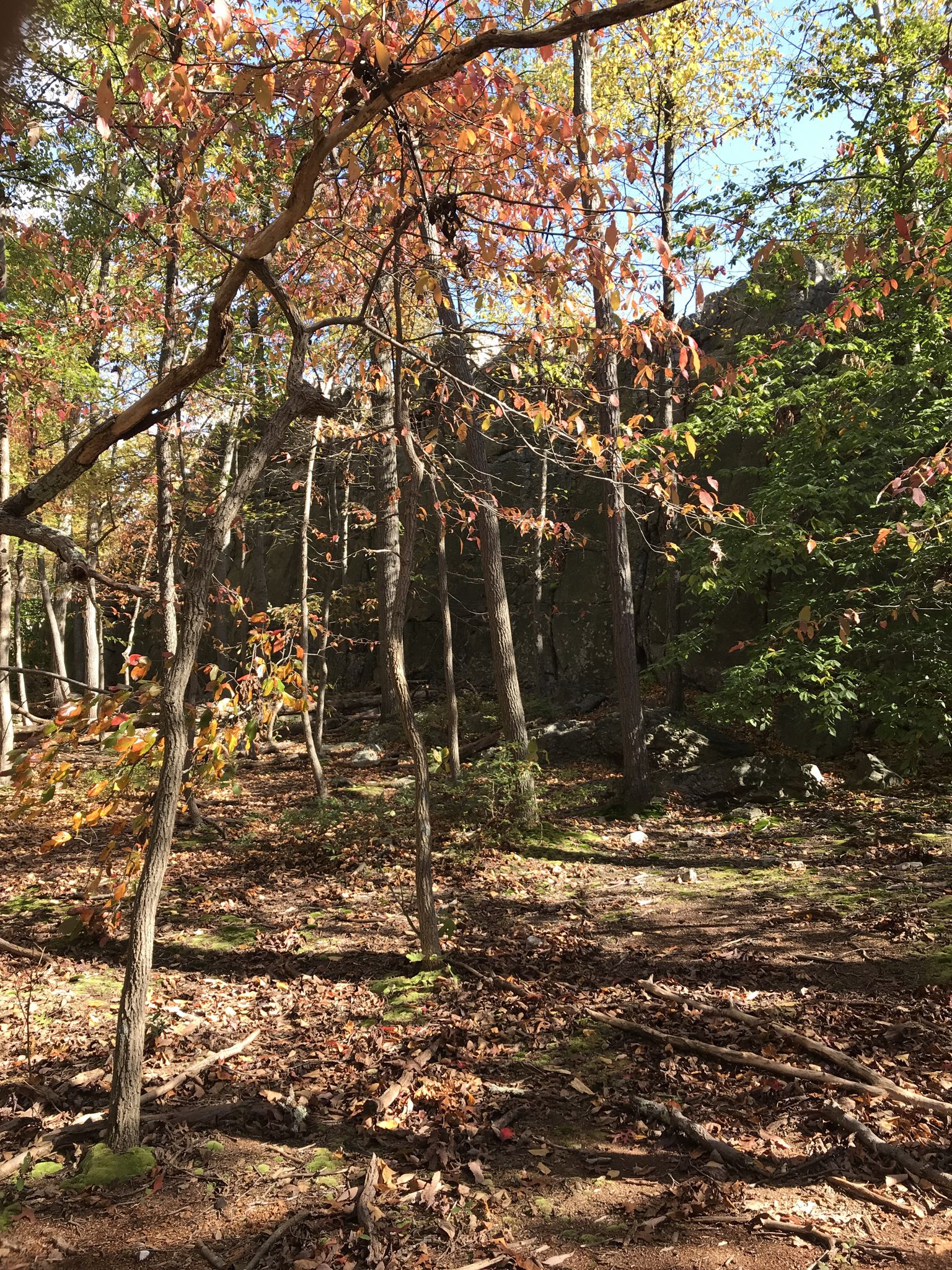 A sunlit forest floor covered in leaves, with trees showing autumn colors. - Park Central Road to Wolf Rock