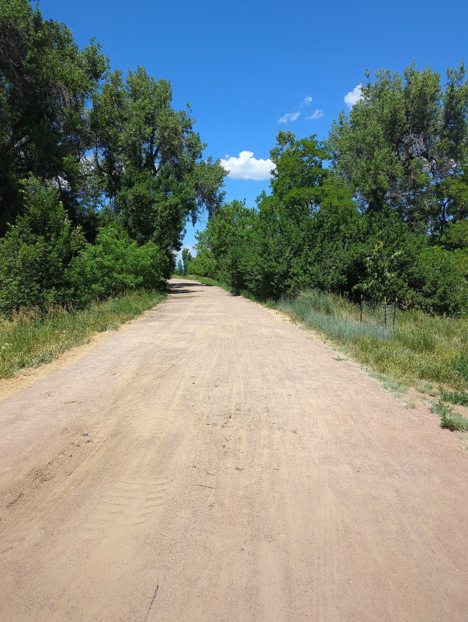 A sunny dirt path winding through green trees under a blue sky. - deKoevend Park Trail Loop