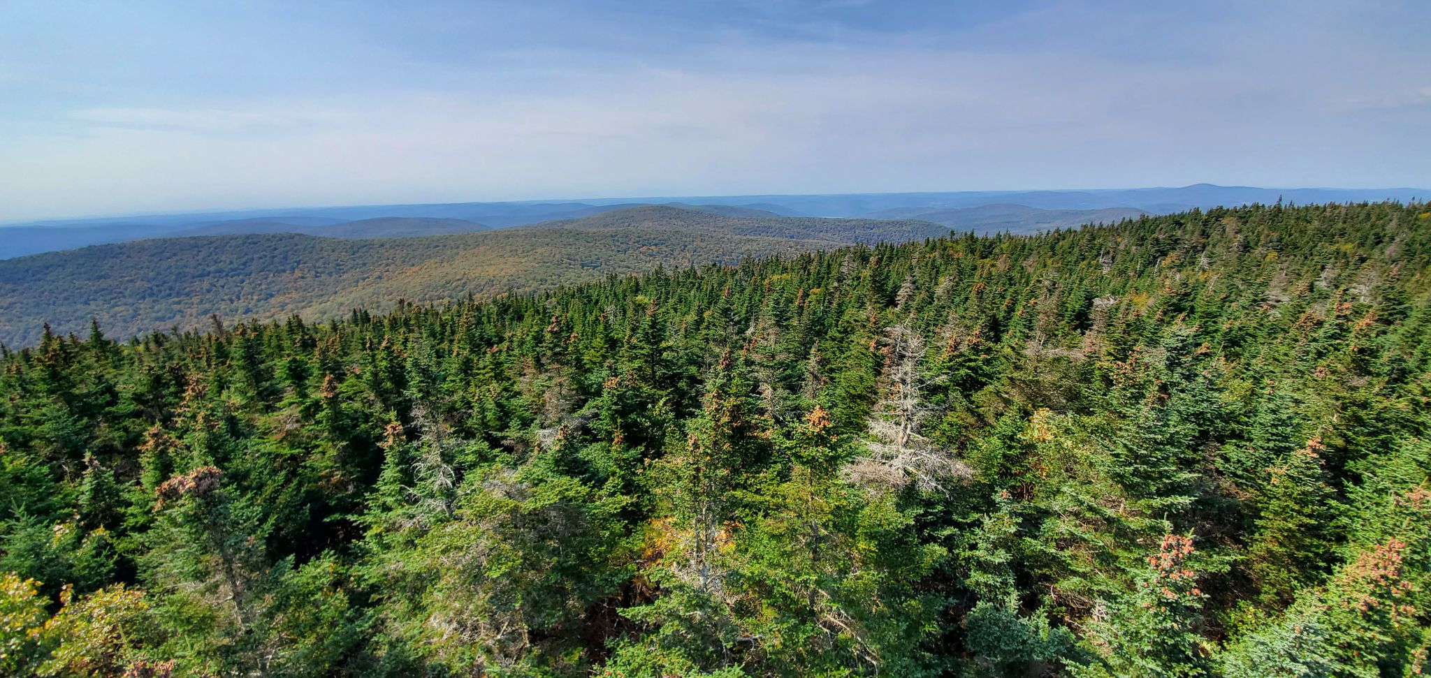 Expansive evergreen forest covers rolling hills under a clear blue sky. - Mill Brook Ridge Trail