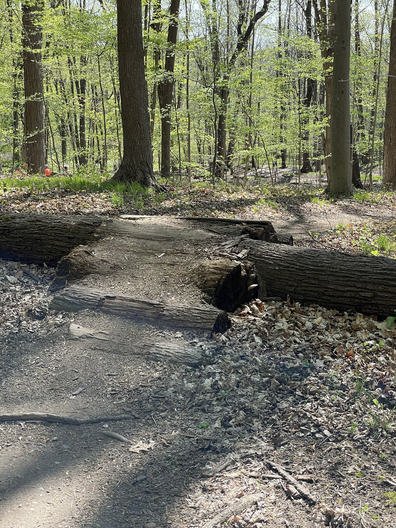 A dirt path blocked by large fallen tree trunks in a sunlit, leafy forest. - Novi Trail Stream – Pump track loop from MTB Trailhead Parking