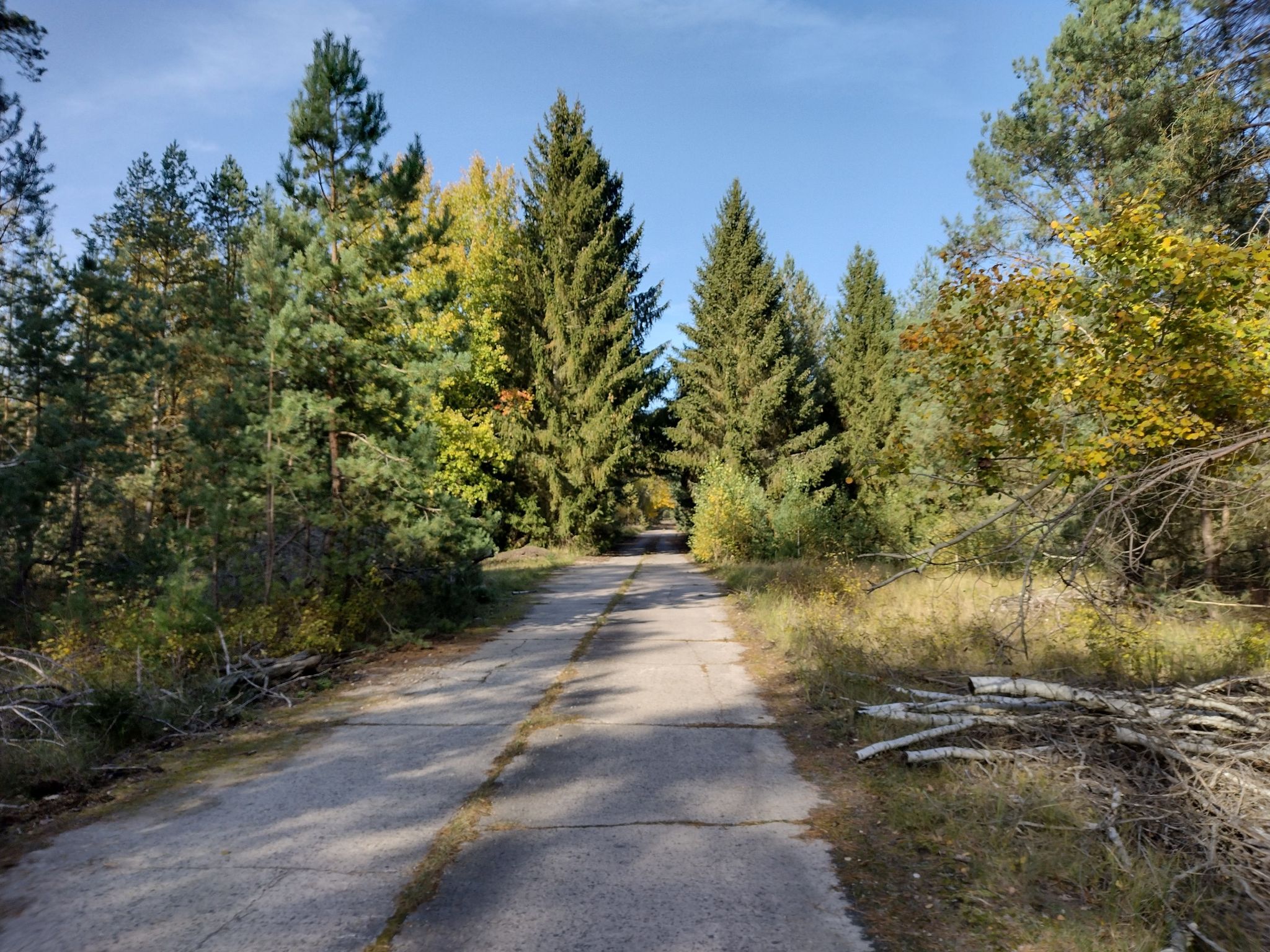 langer Plattenweg mit schönen Waldformationen
