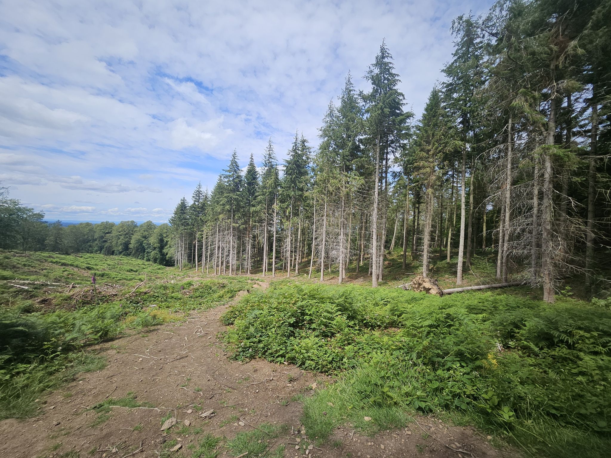 trail through the woods