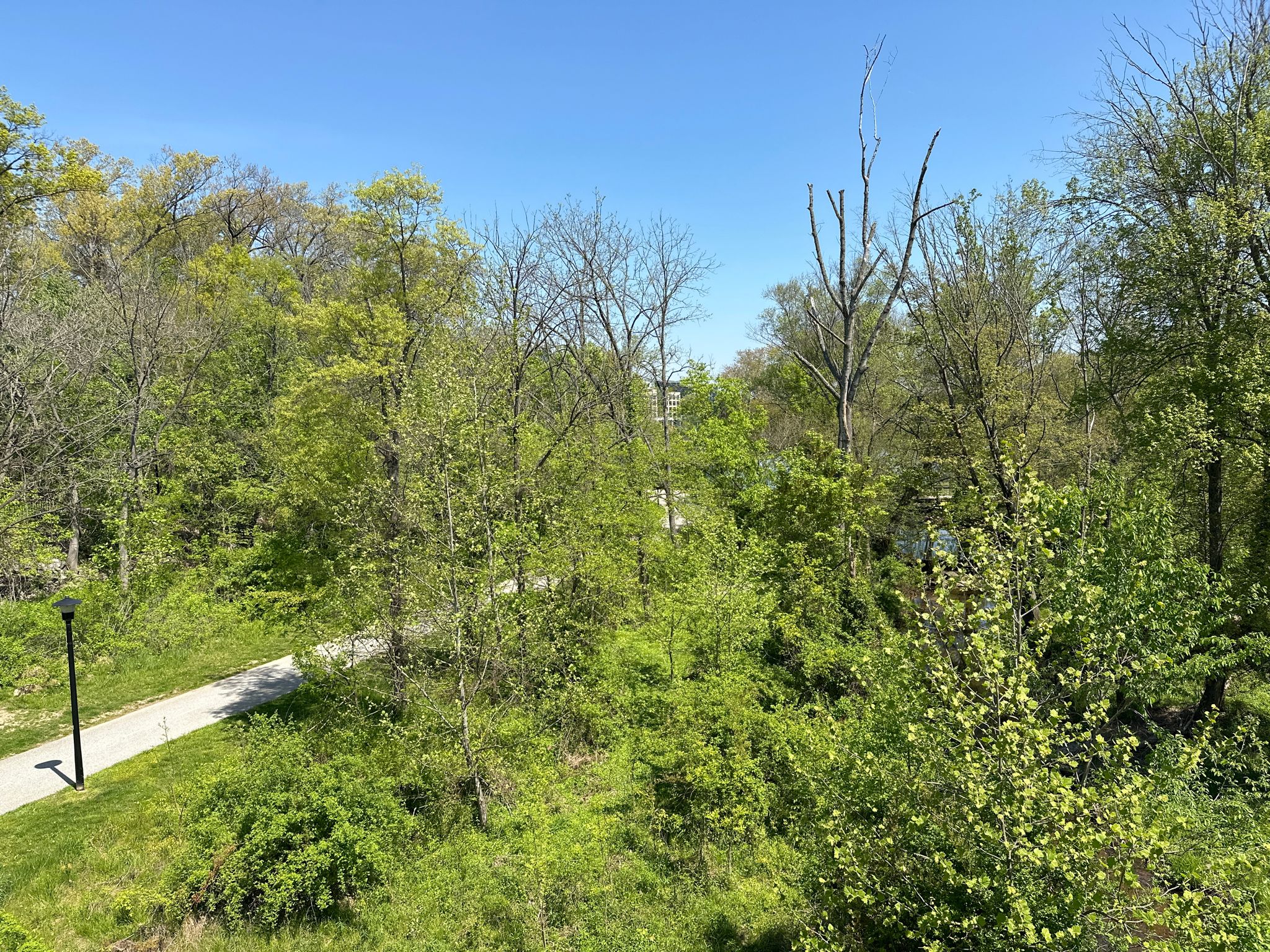 Paved path winding through a vibrant green forest under a clear blue sky. - Maroon Route