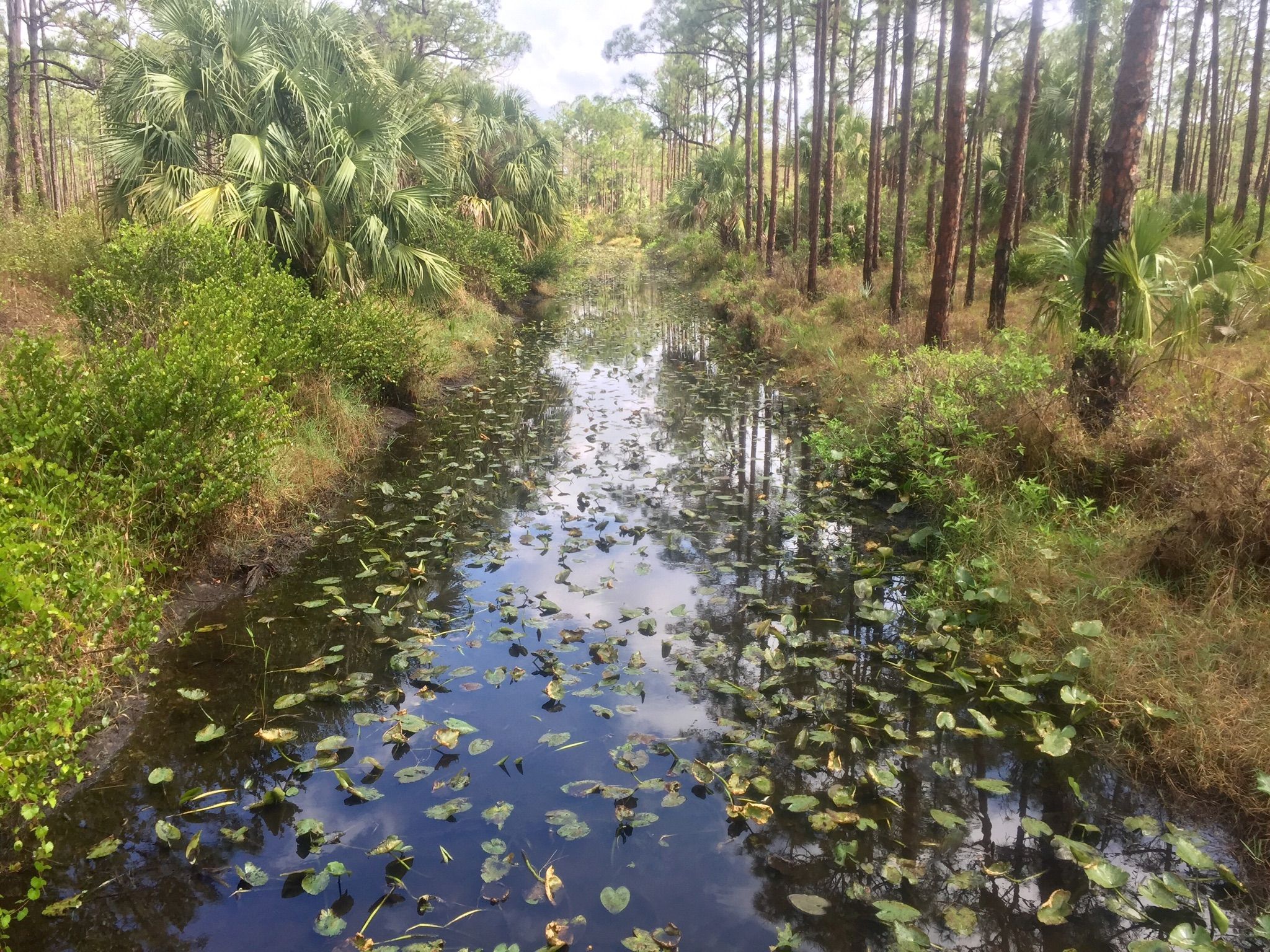 Narrow waterway with lily pads, surrounded by dense trees and palms under bright sky. - Ocean to Lake Hiking Trail