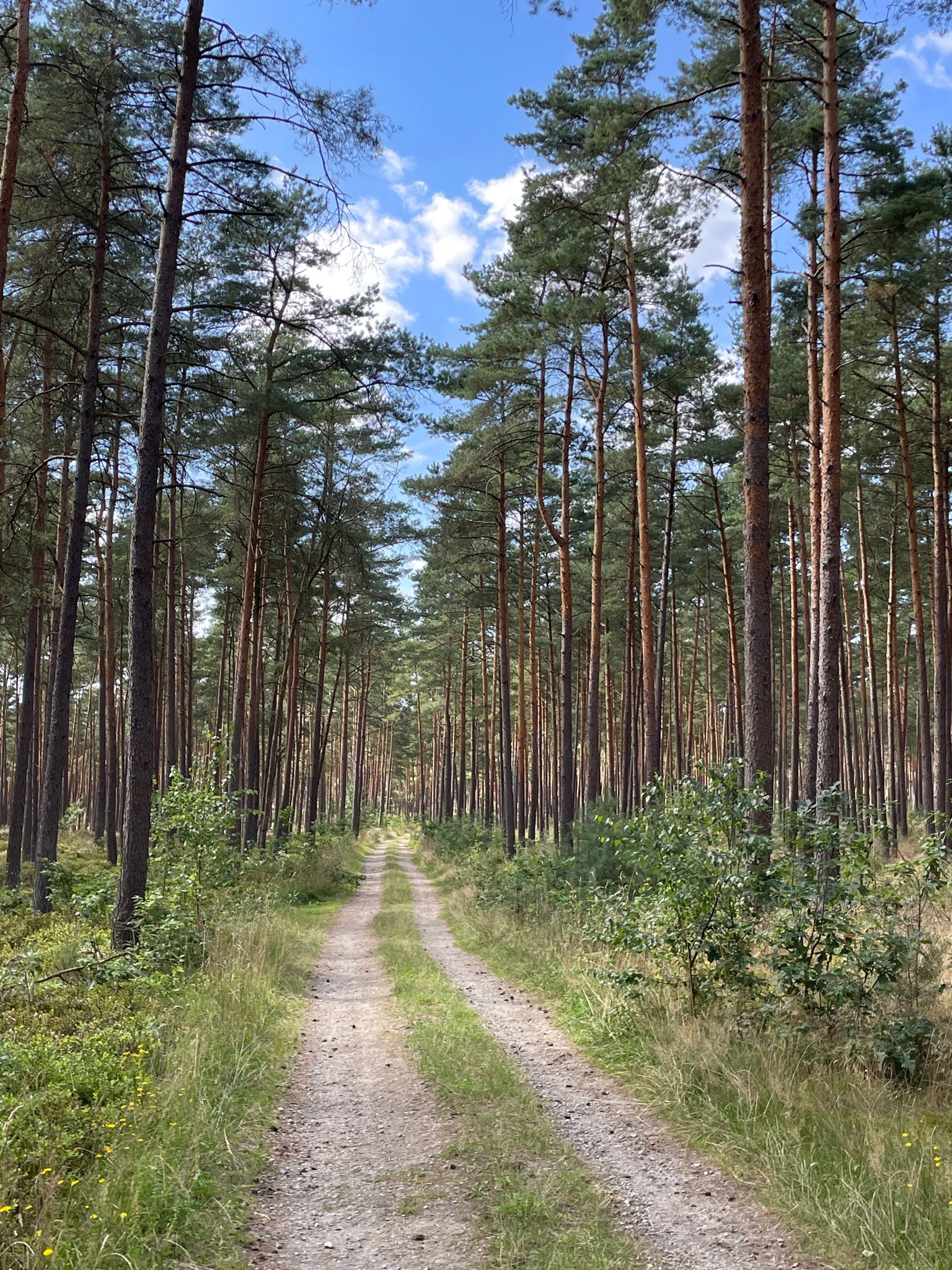 Schöner Wald