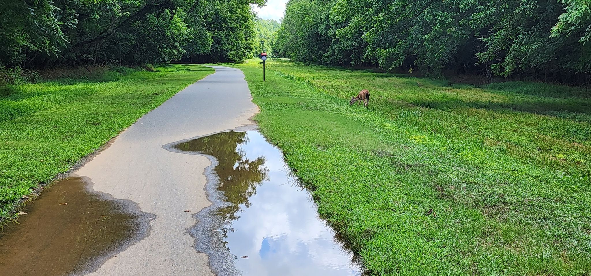 A deer grazes beside a wet paved path on a bright day. - Tree tunnel – McAlpine Creek Park Lake loop from Monroe Road & McAlpine Station Drive