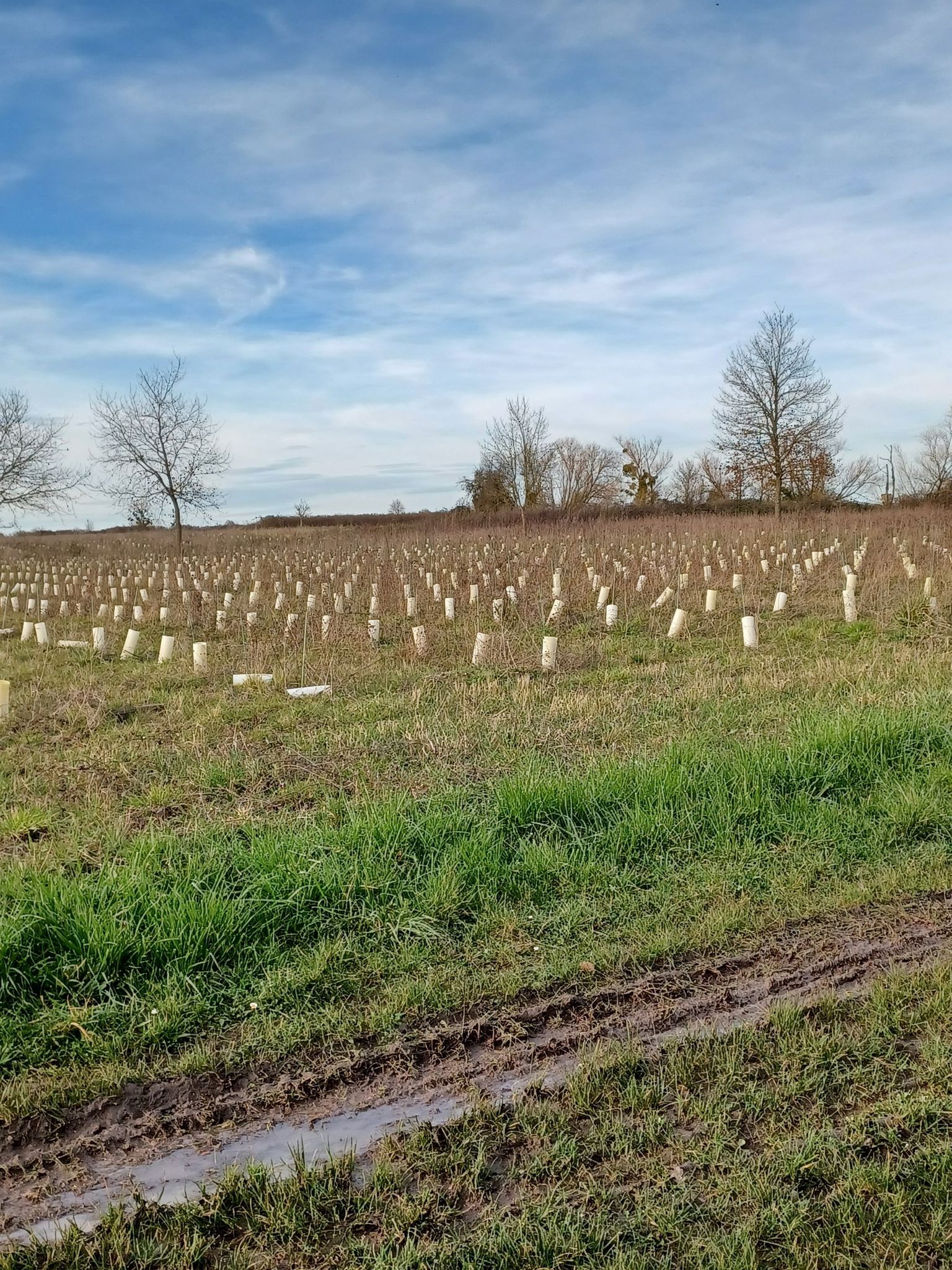 Nouvelles vignes sur les hauts de Cinq - Mars