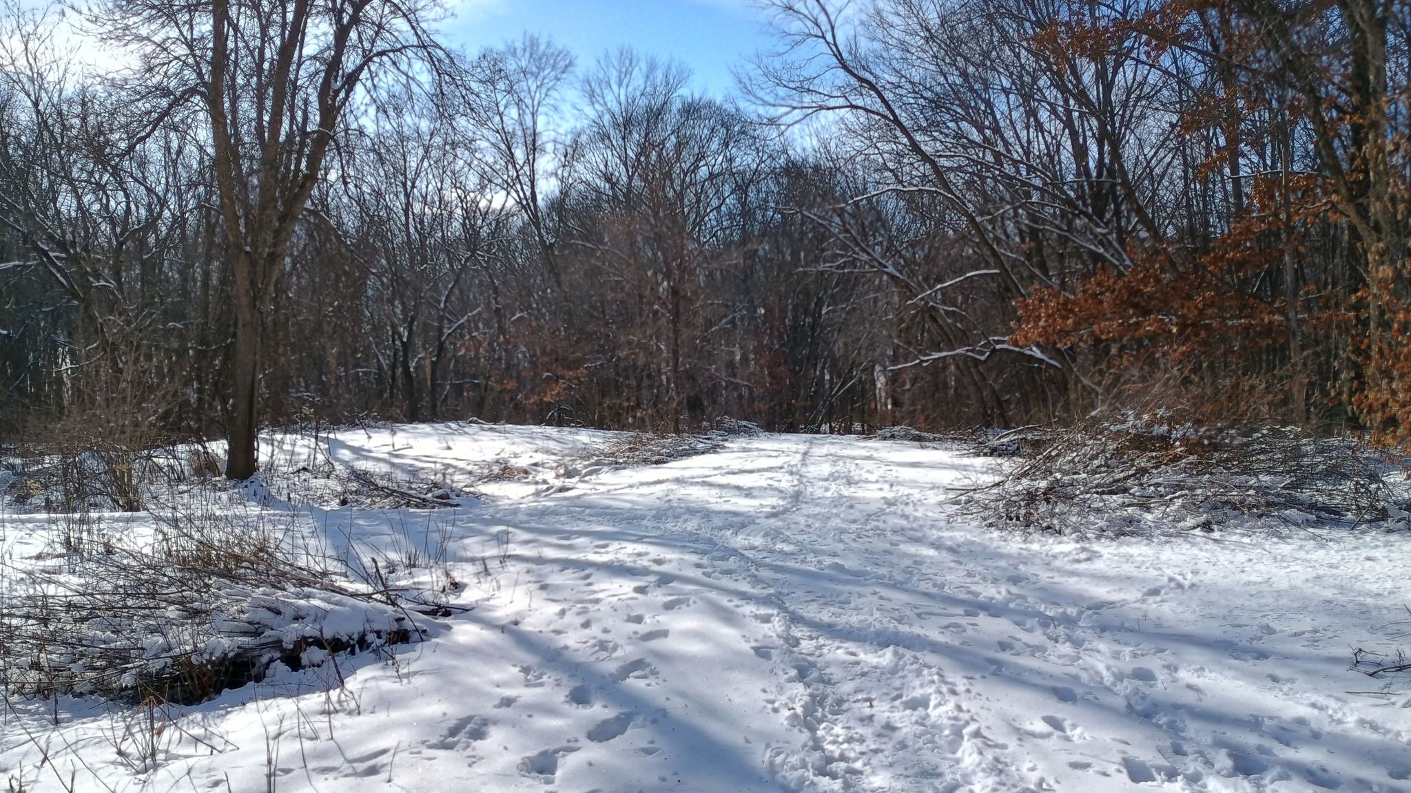Sunny winter path through a bare forest with snow on the ground. - Maple Grove Forest Preservation Area B Long Loop